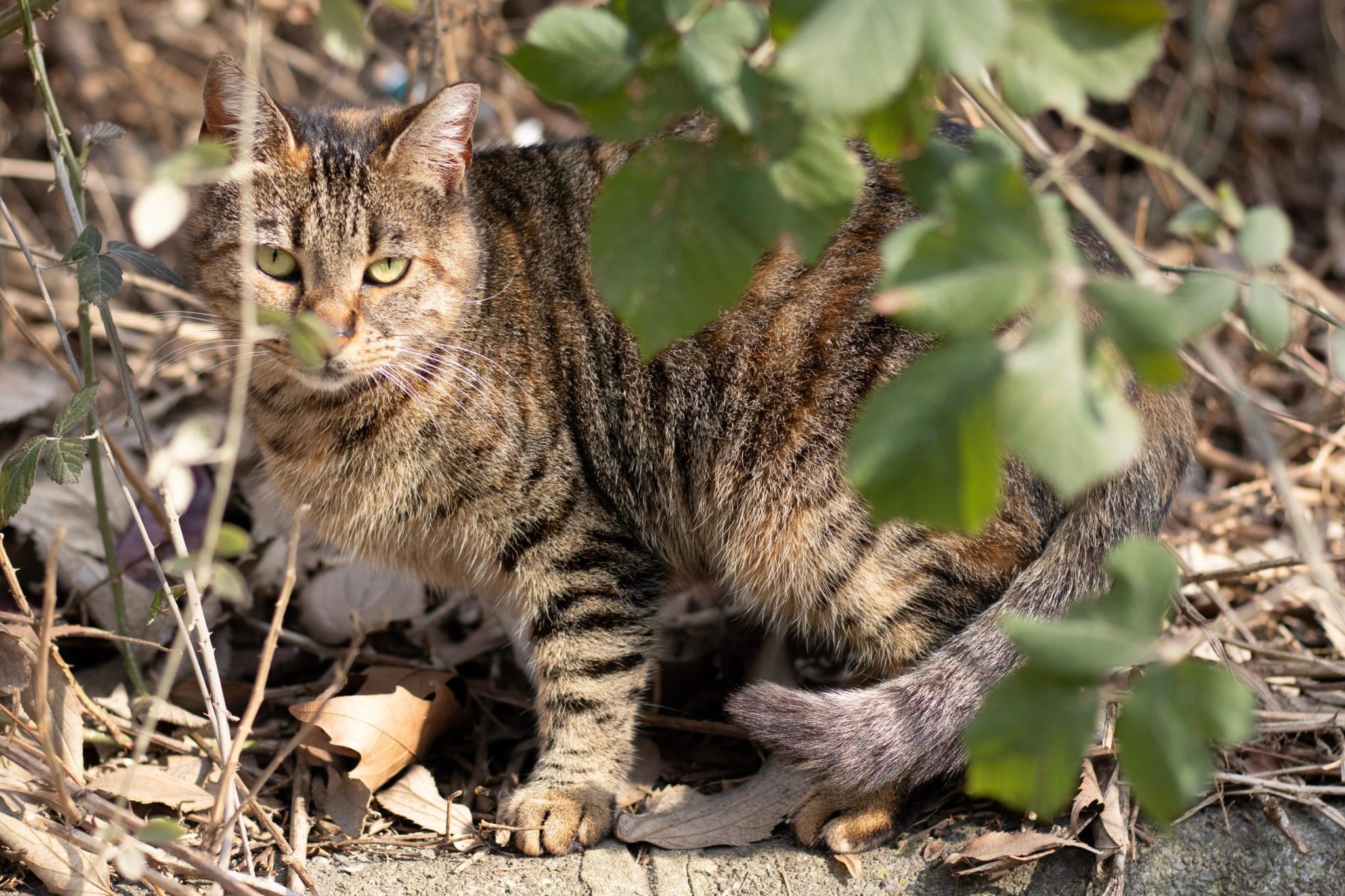 Could a Tiny Australian Marsupial Be the Key to Controlling Feral Cats? 3