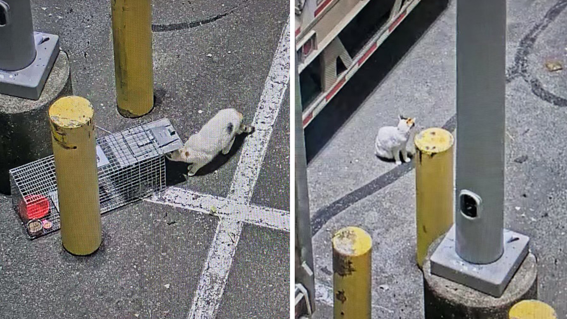 CCTV captures the capture