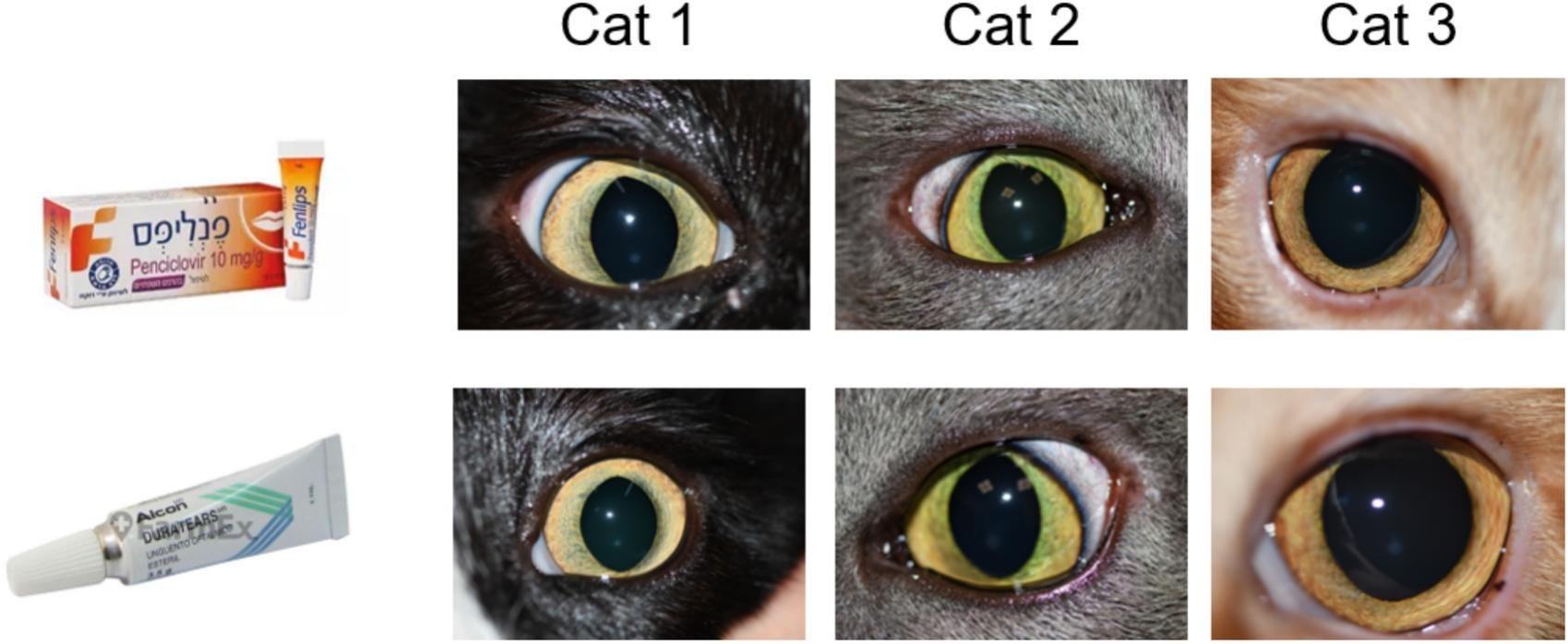 Cats treated with Fenlips or Duratears