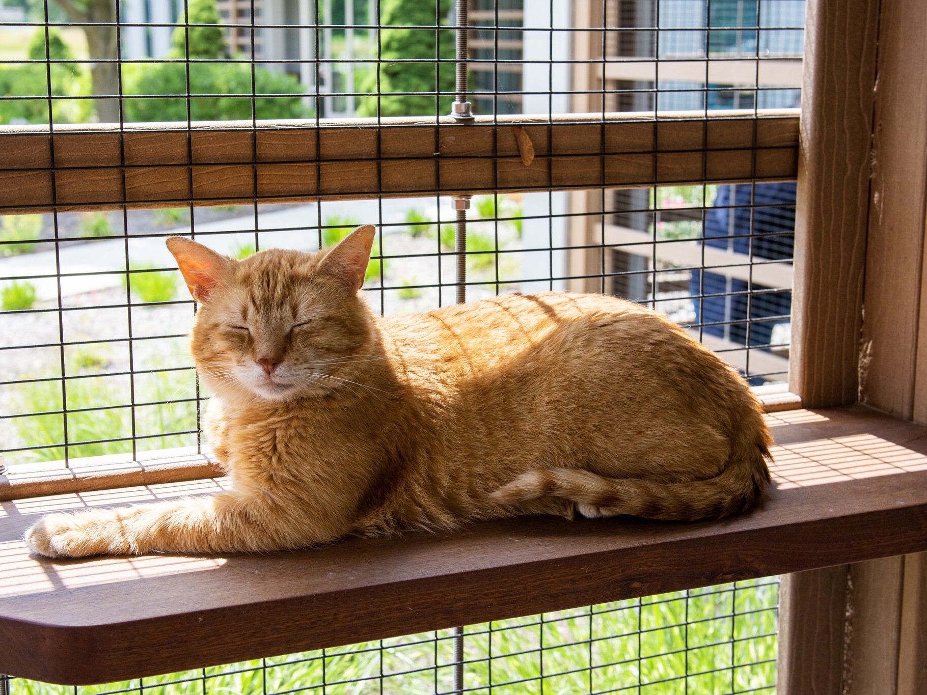 The place No Hepper Is Hopeless: Inside of Tabby’s Position, the Sanctuary Saving Forgotten Tom cats 2 Charles basks in the bliss of his solarium
