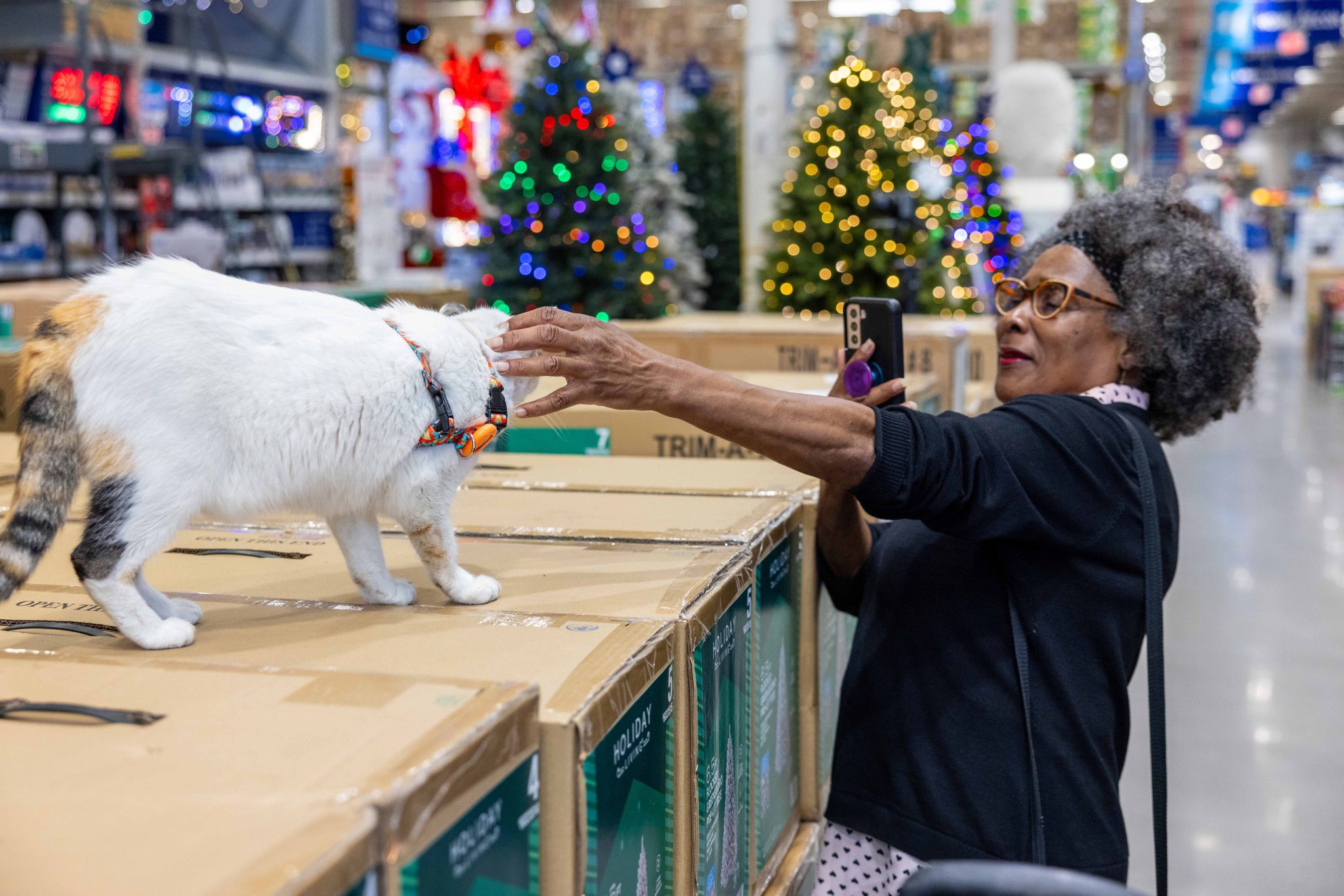 Dianne Jackson - _not a cat person_