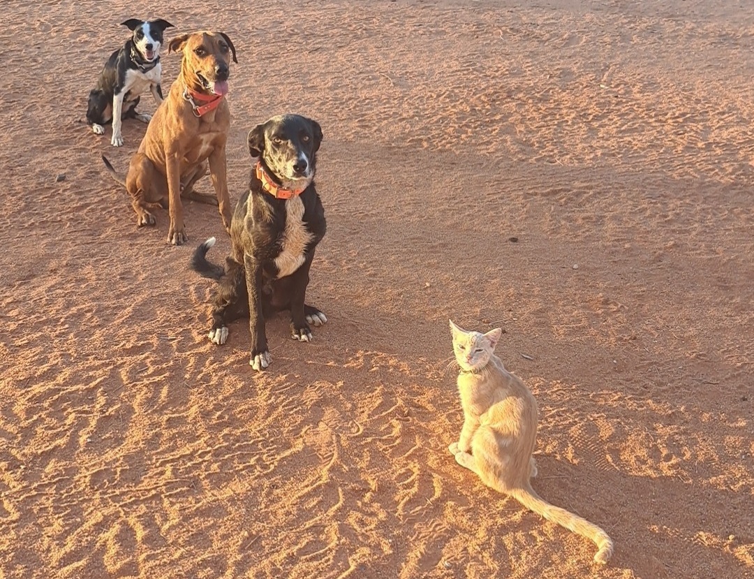 It’s A Canine’s Existence for This Particular Hepper 3 Mango and the Gang