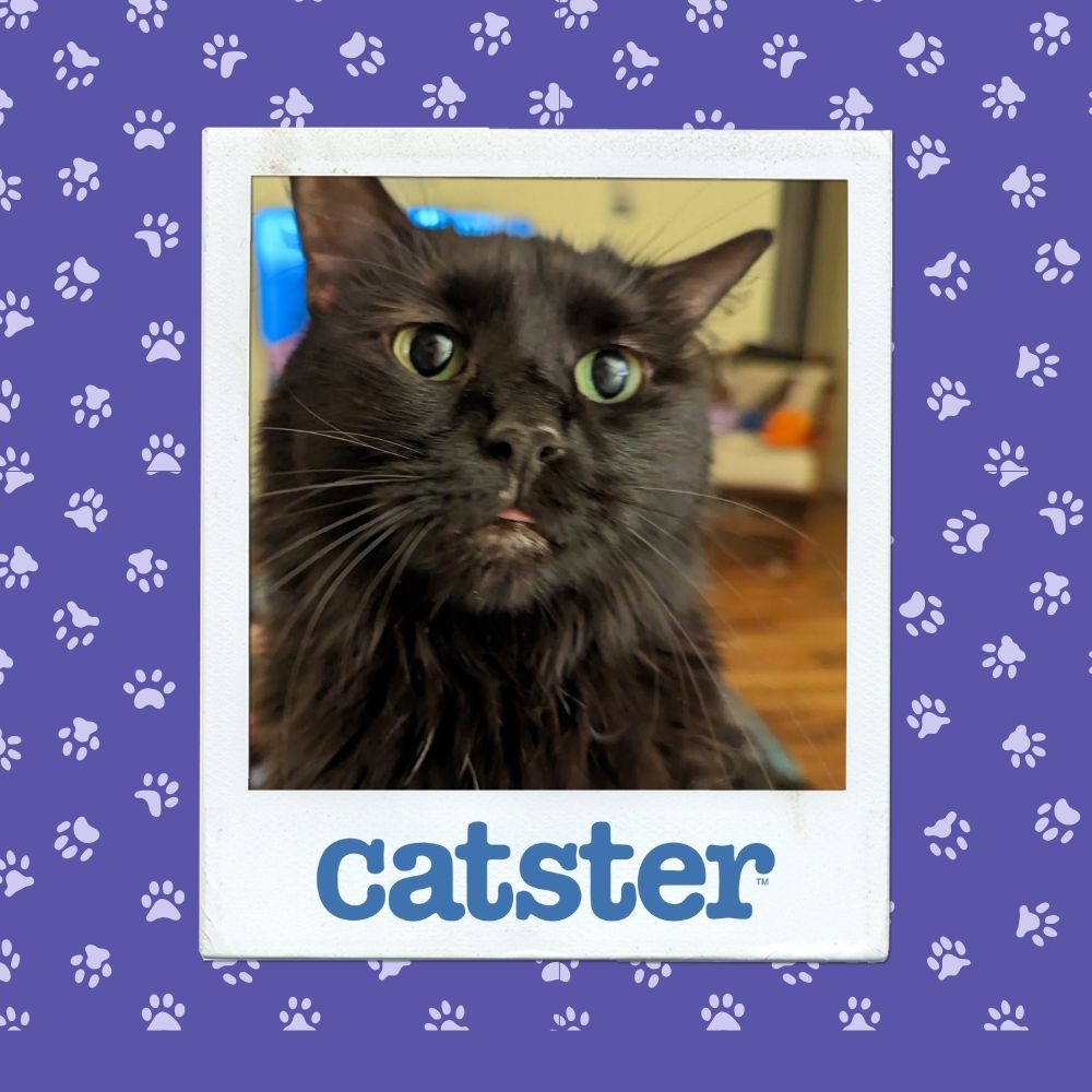 Cats Blog Photograph Contest: Cats of the Week Winners (October 30, 2025) 11 Morticia oct 30