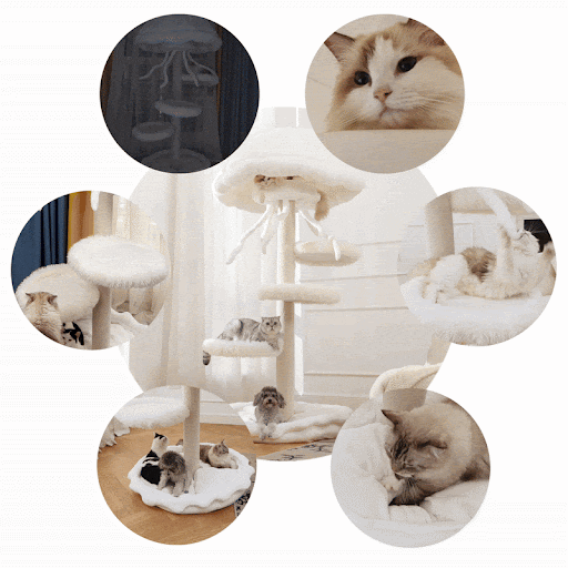 Purr Nook - Gif 1