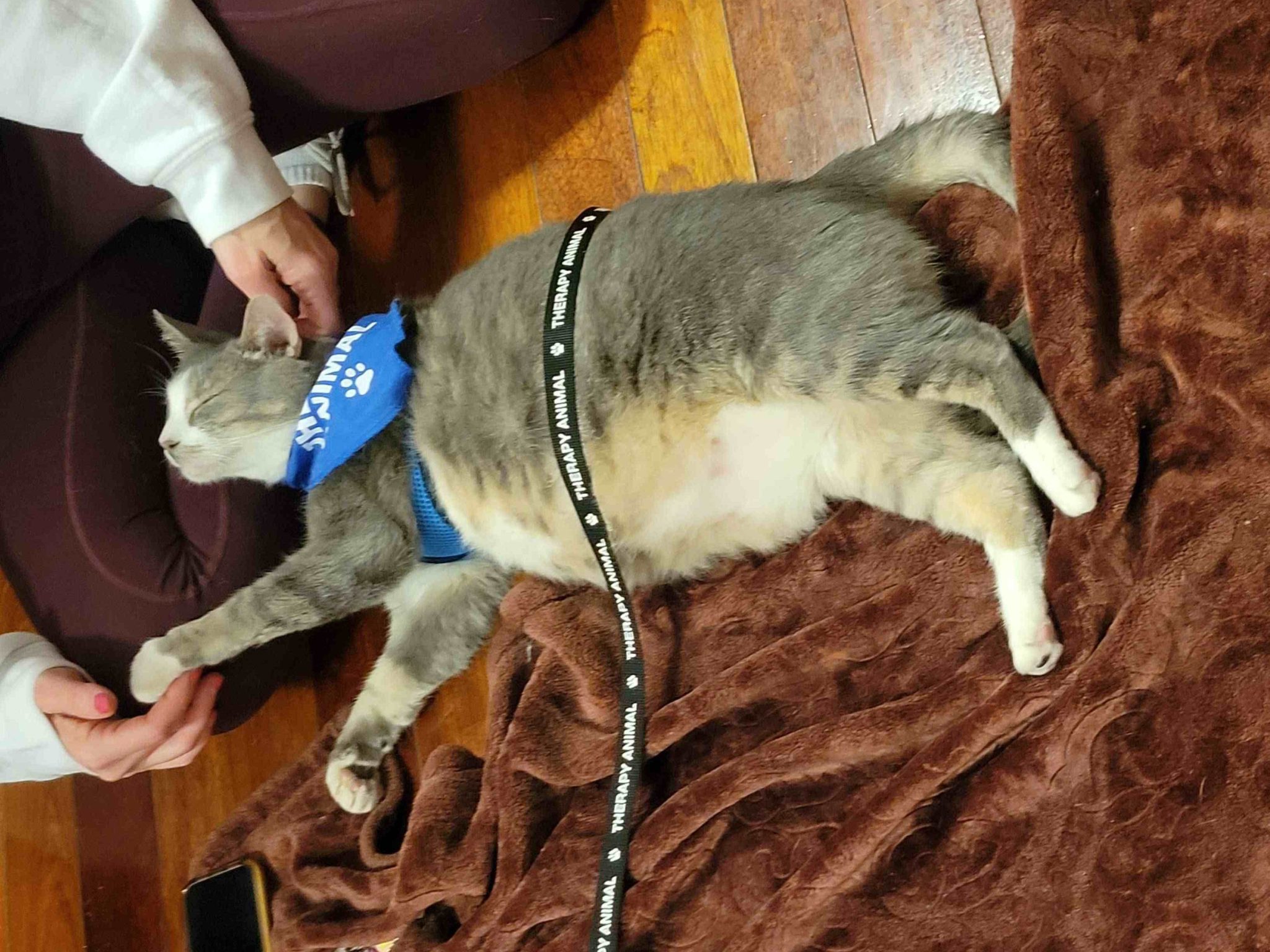 The place No Hepper Is Hopeless: Inside of Tabby’s Position, the Sanctuary Saving Forgotten Tom cats 3 Trifecta loves his 'job' as a therapy cat