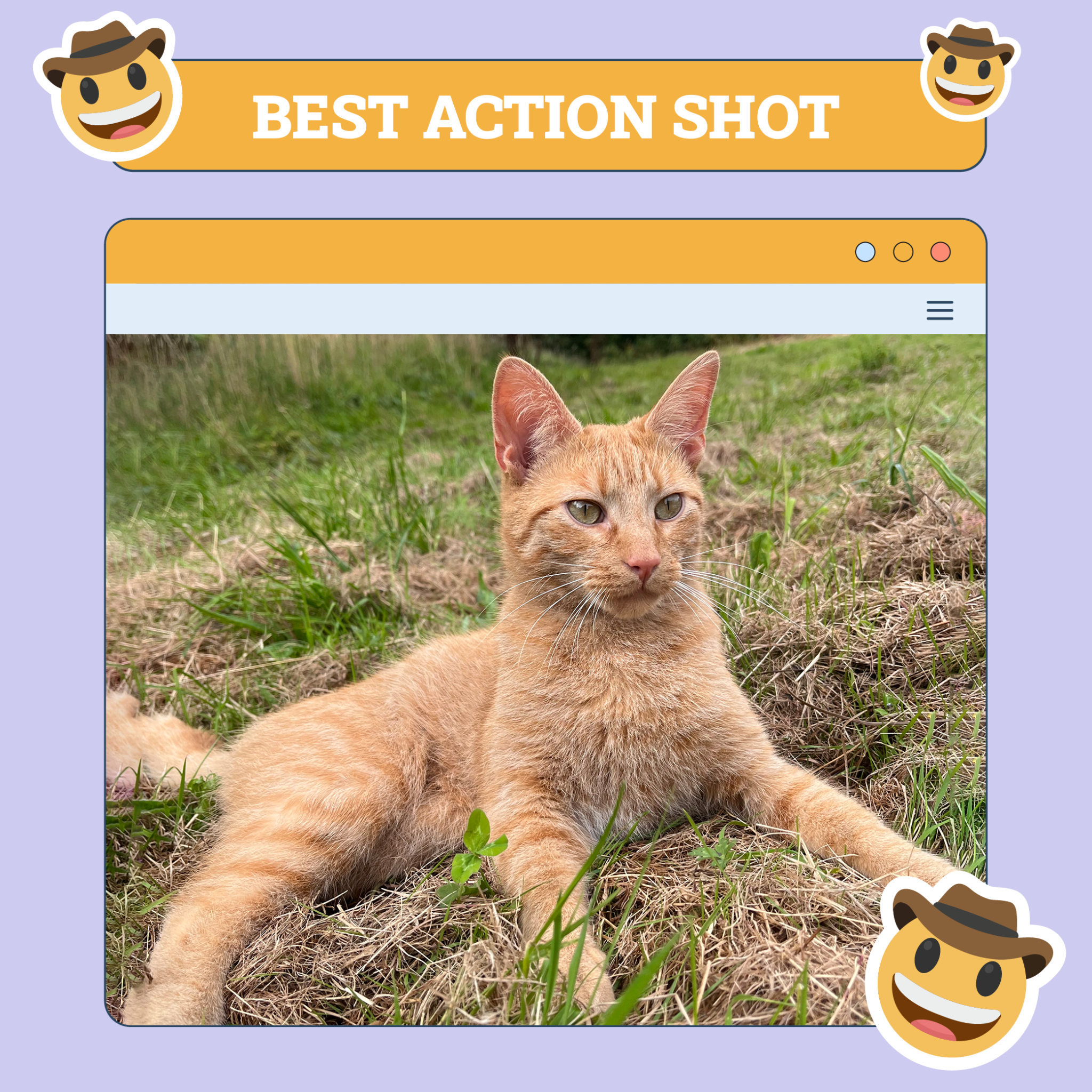 catster photo contest action 16 10 25 scaled