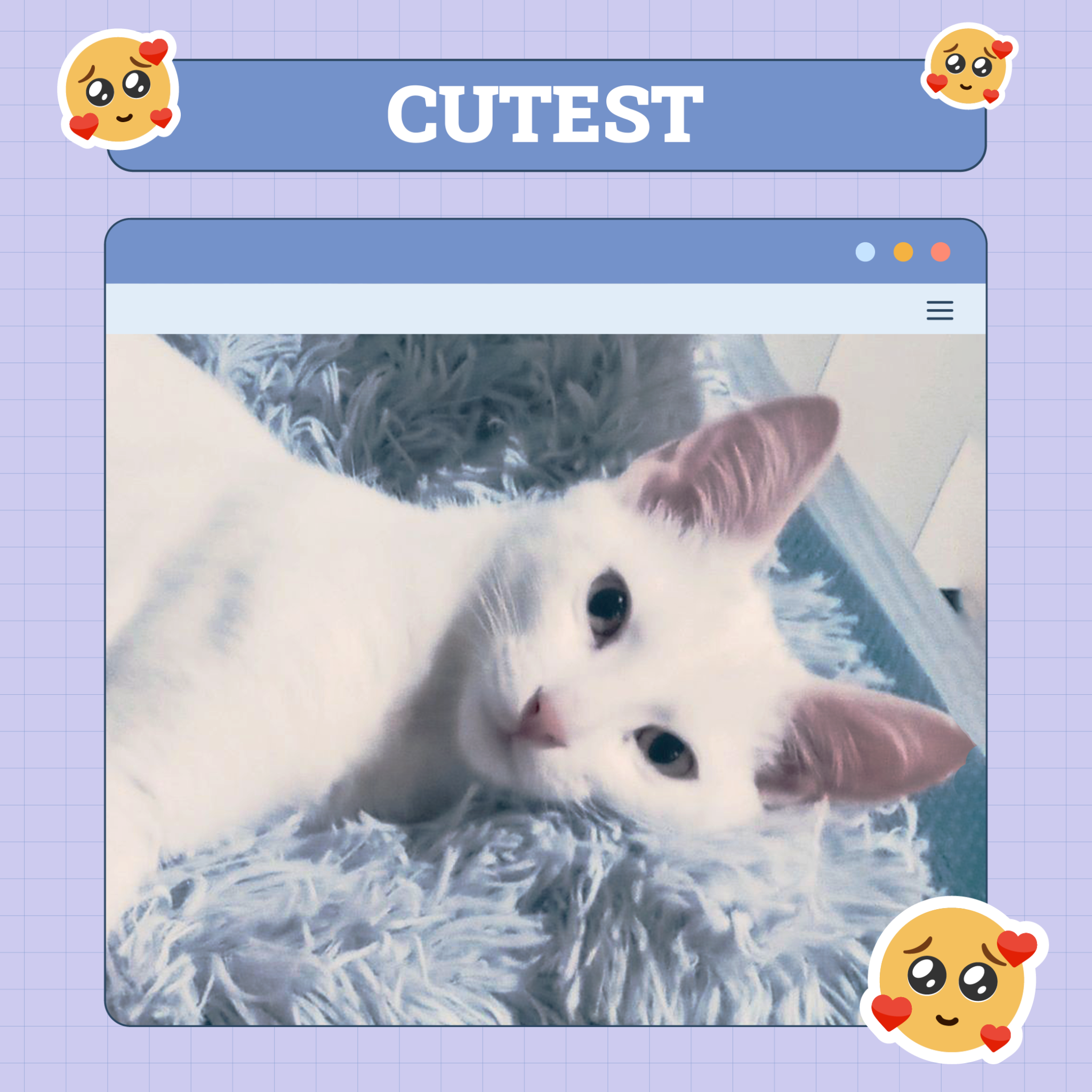 catster photo contest cutest 16 10 25 scaled