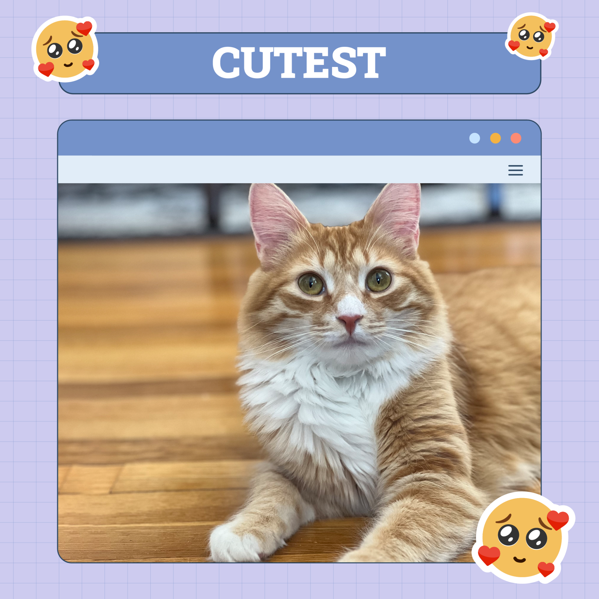 catster photo contest cutest 2 10 25 scaled