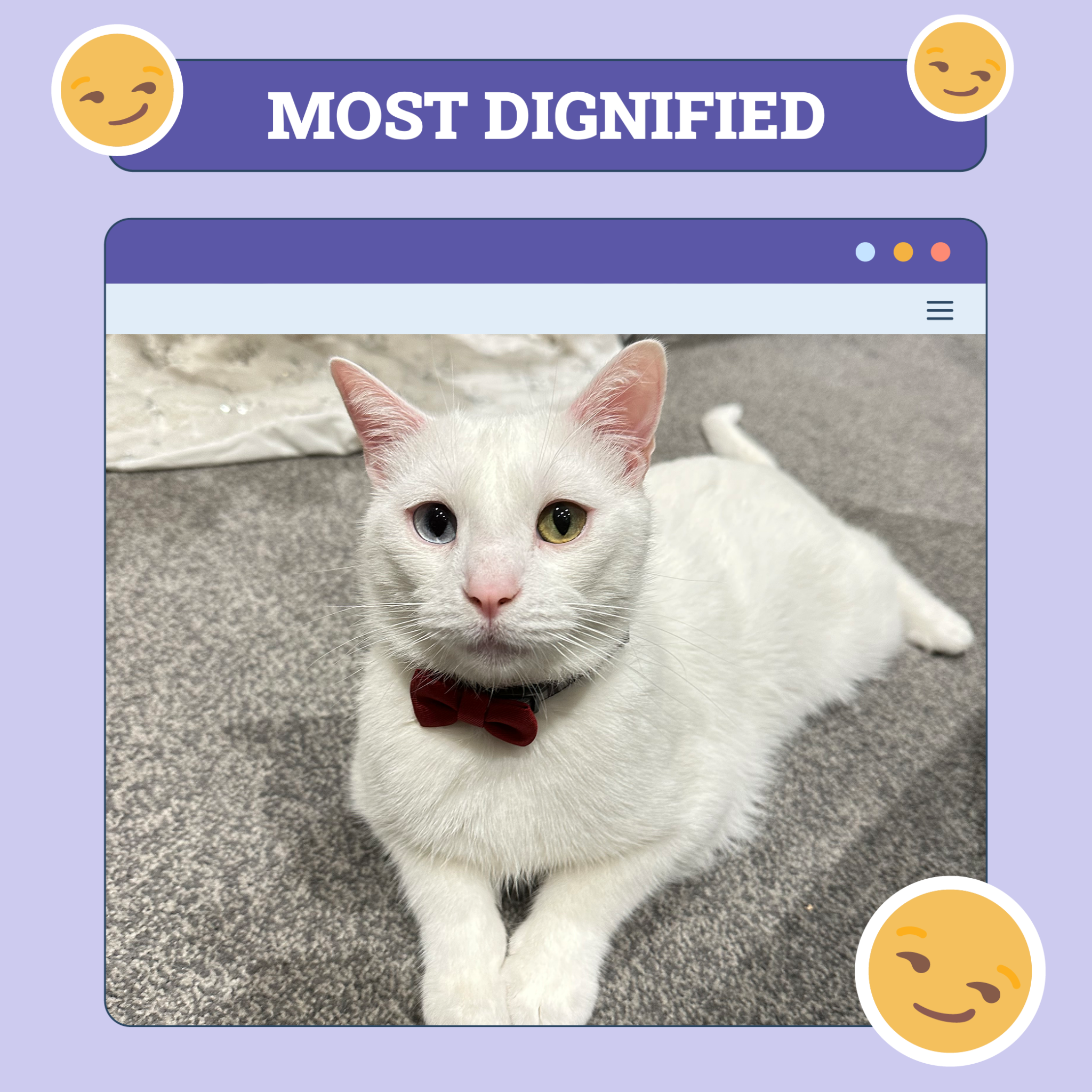 catster photo contest dignified 2 10 25 scaled