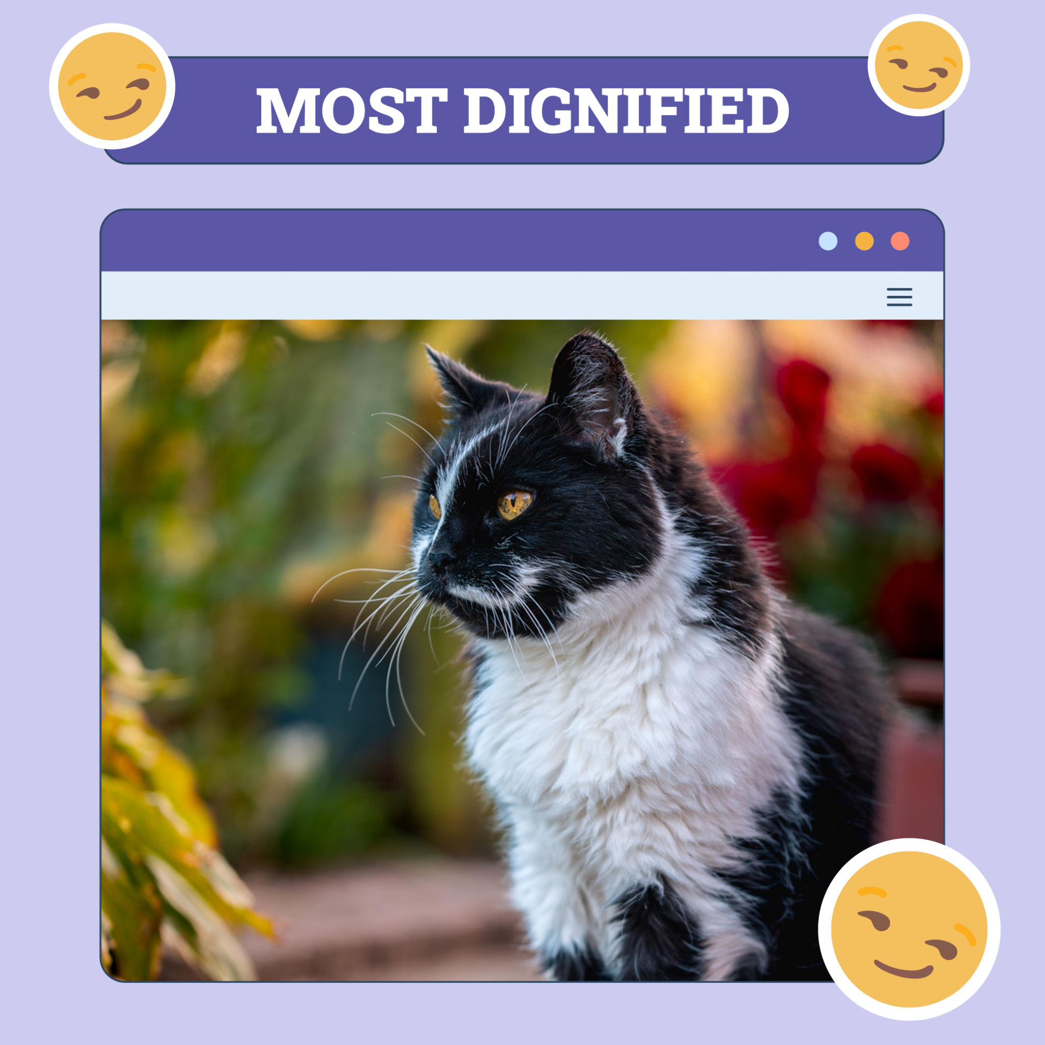 catster photo contest dignified 23 10 25 scaled