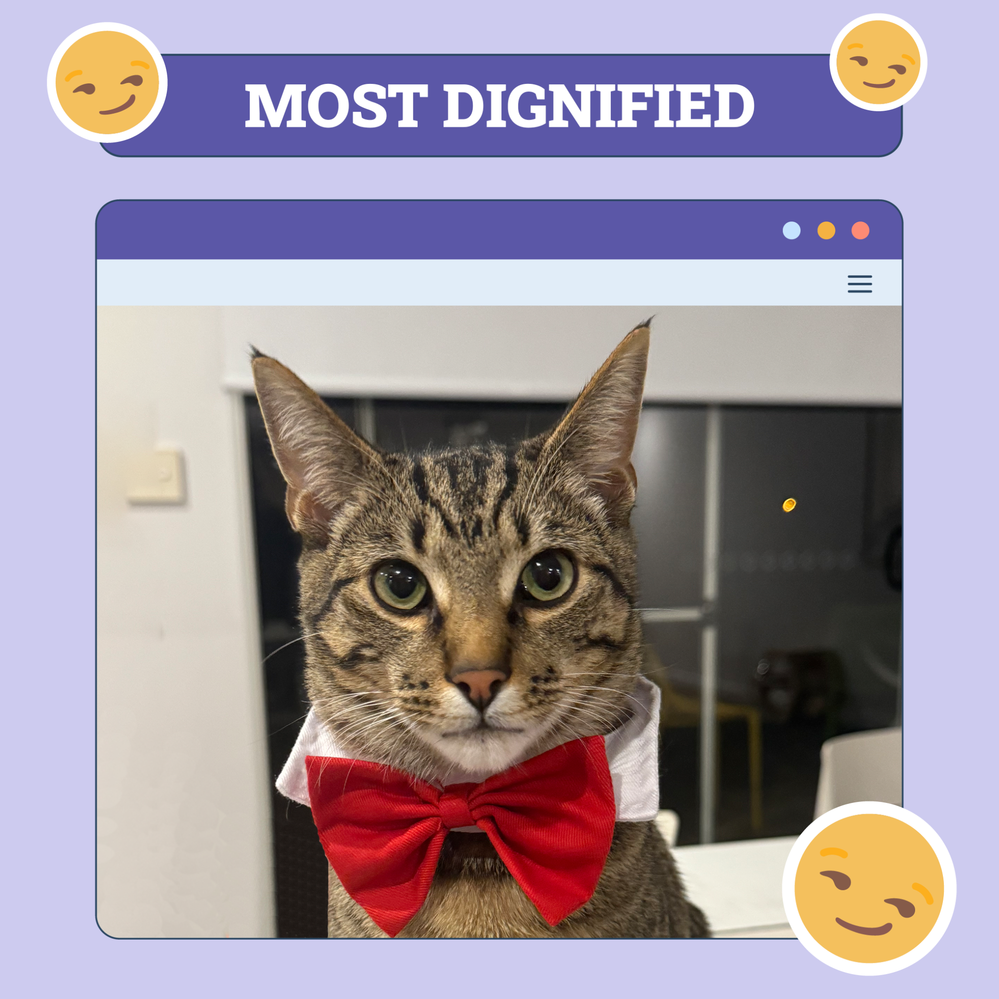 catster photo contest dignified 9 10 25 scaled