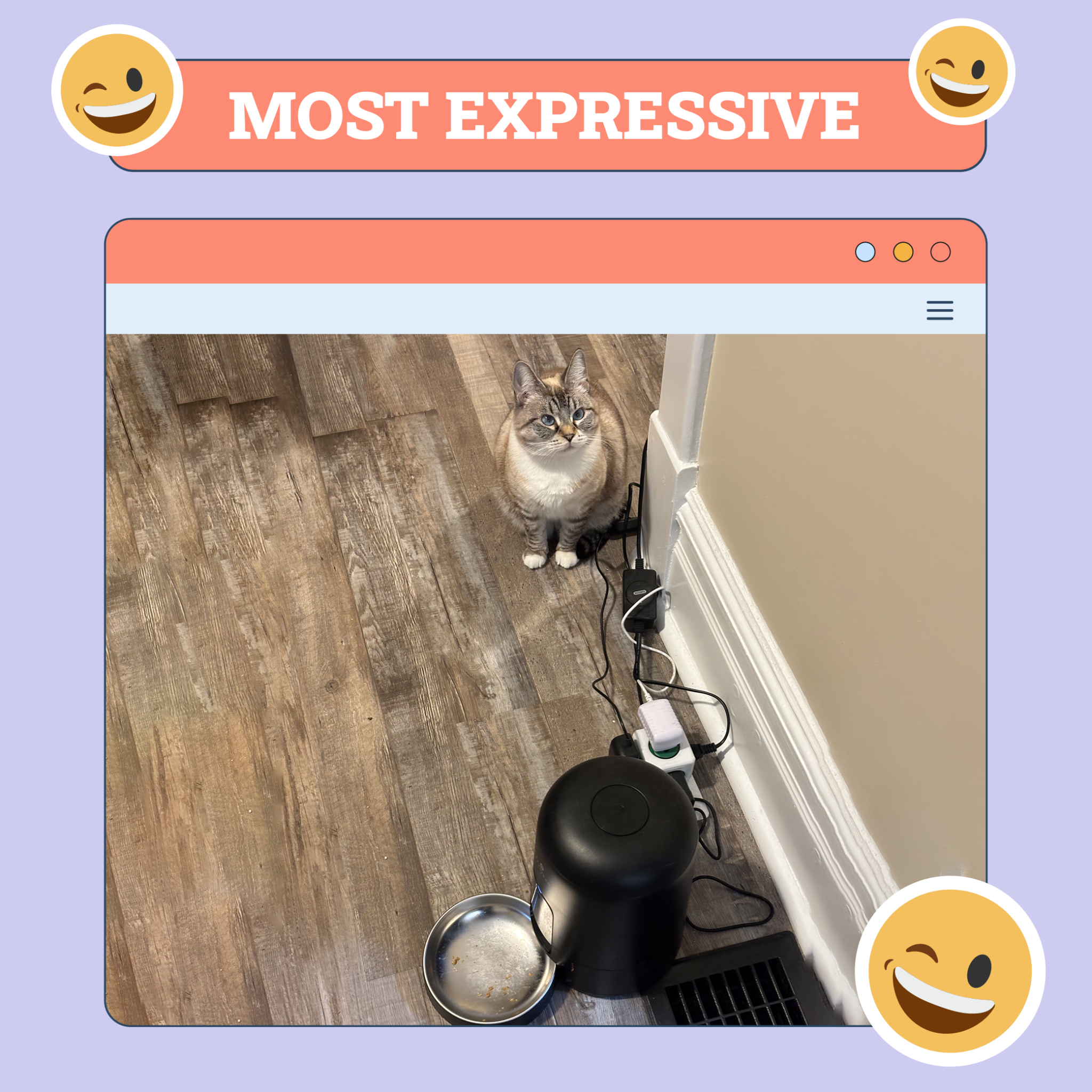 catster photo contest expressive 16 10 25 scaled