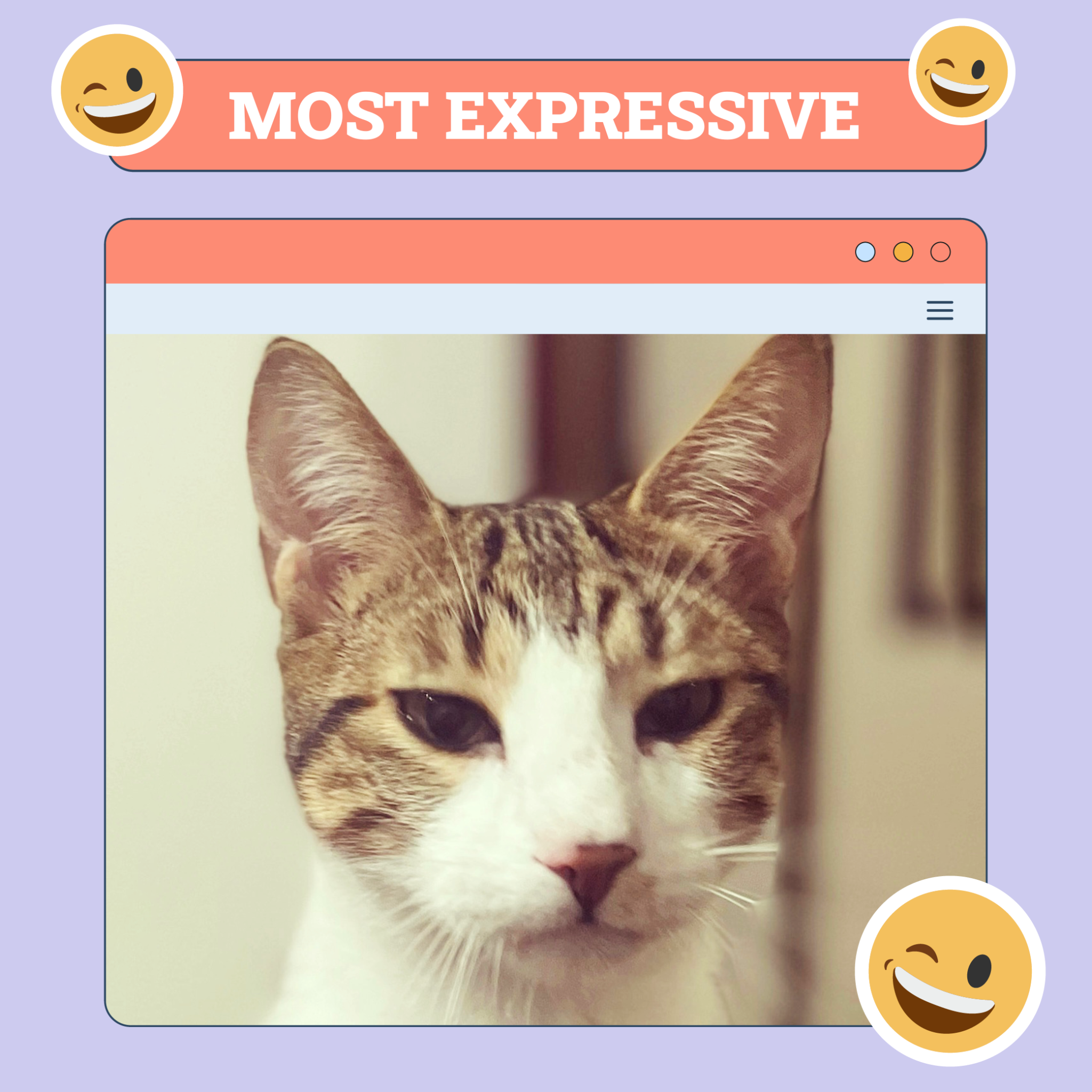 catster photo contest expressive 2 10 25 scaled