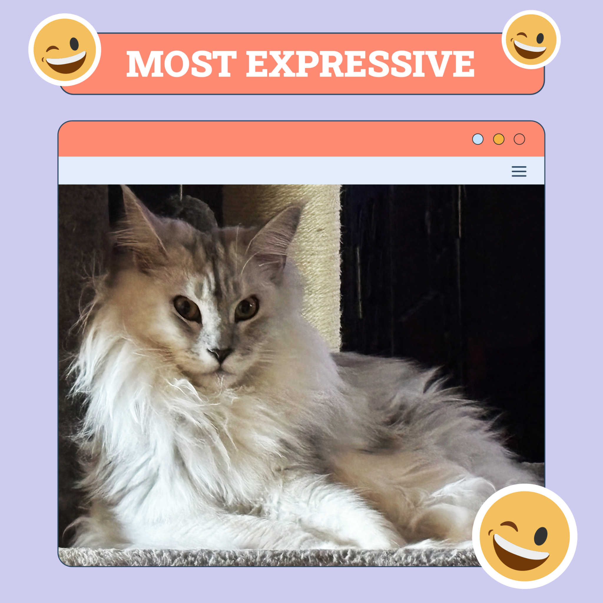 catster photo contest expressive 23 10 25 scaled