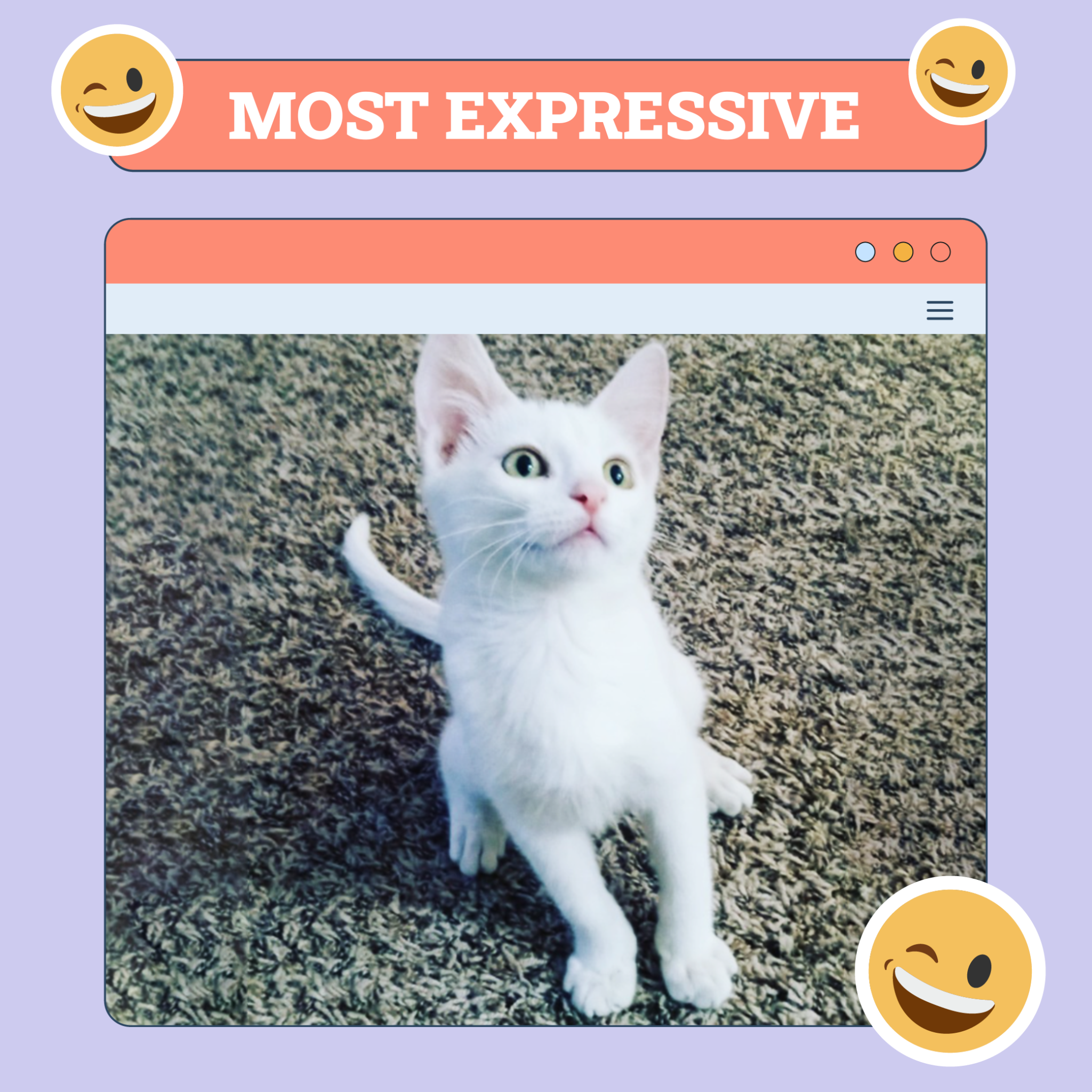 catster photo contest expressive 9 10 25 scaled
