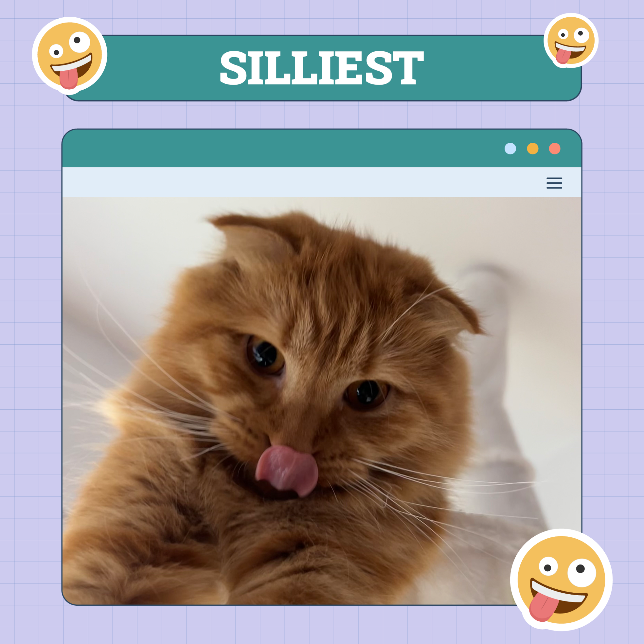 catster photo contest silliest 16 10 25 scaled