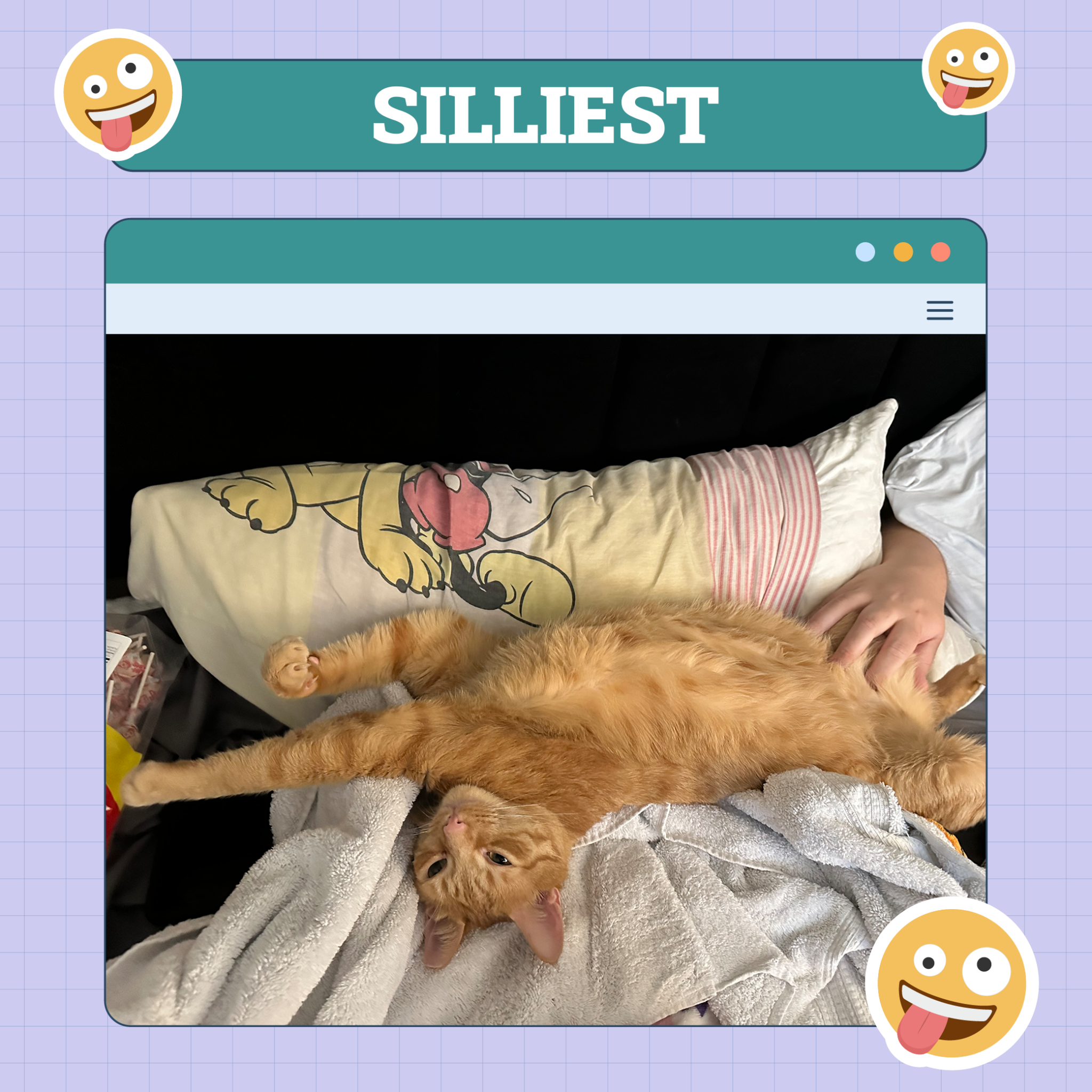 catster photo contest silliest 2 10 25 scaled