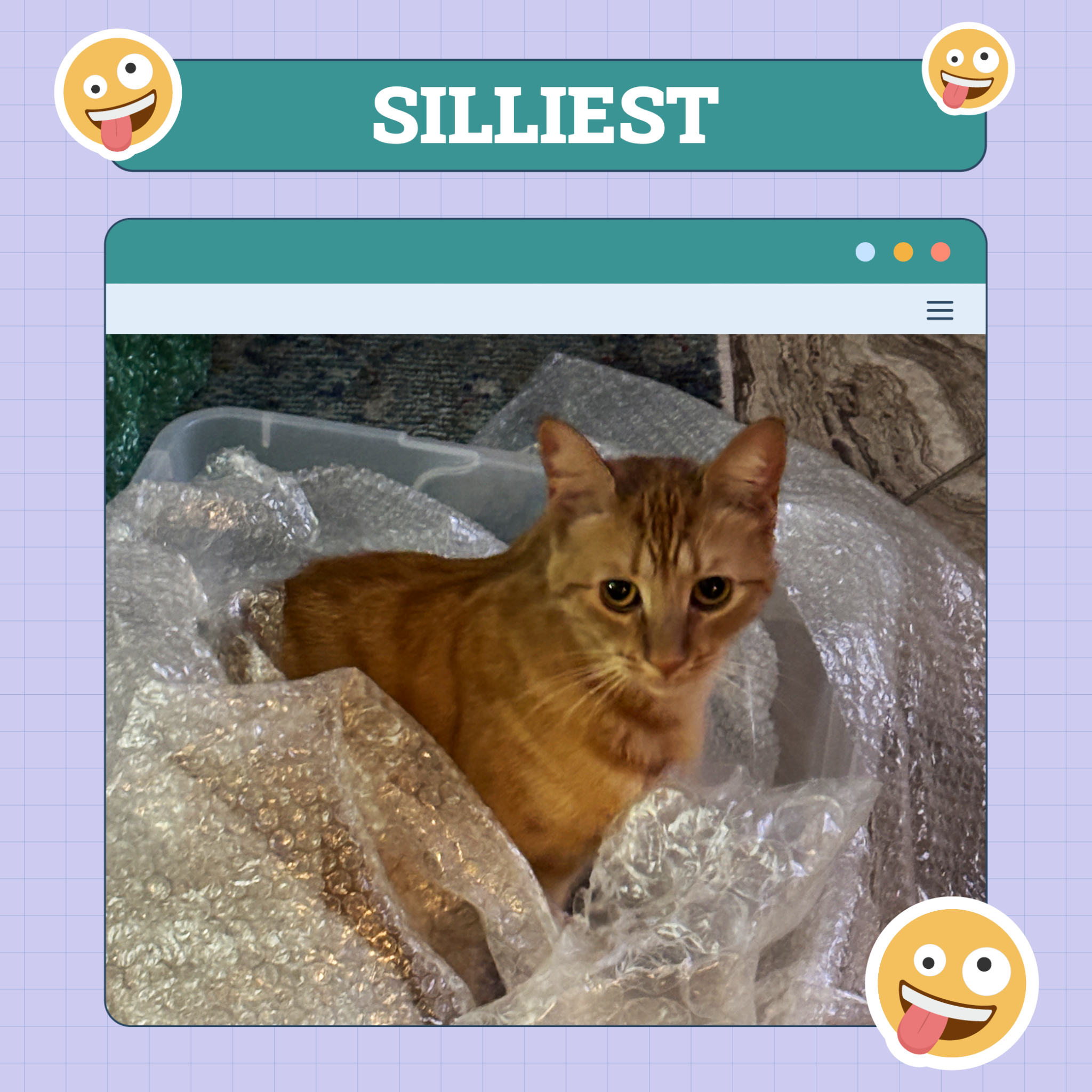 catster photo contest silliest 23 10 25 scaled