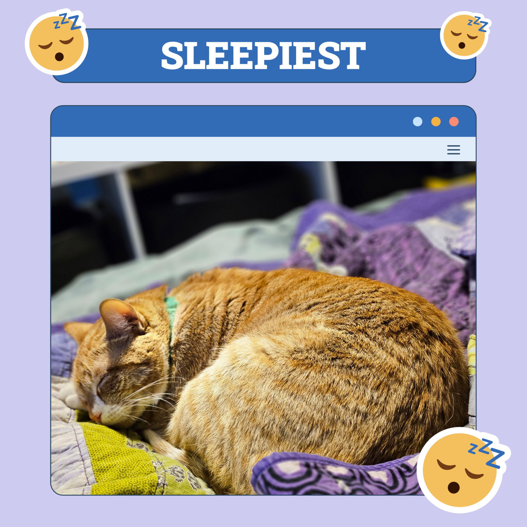 catster photo contest sleepiest 16 10 25 scaled