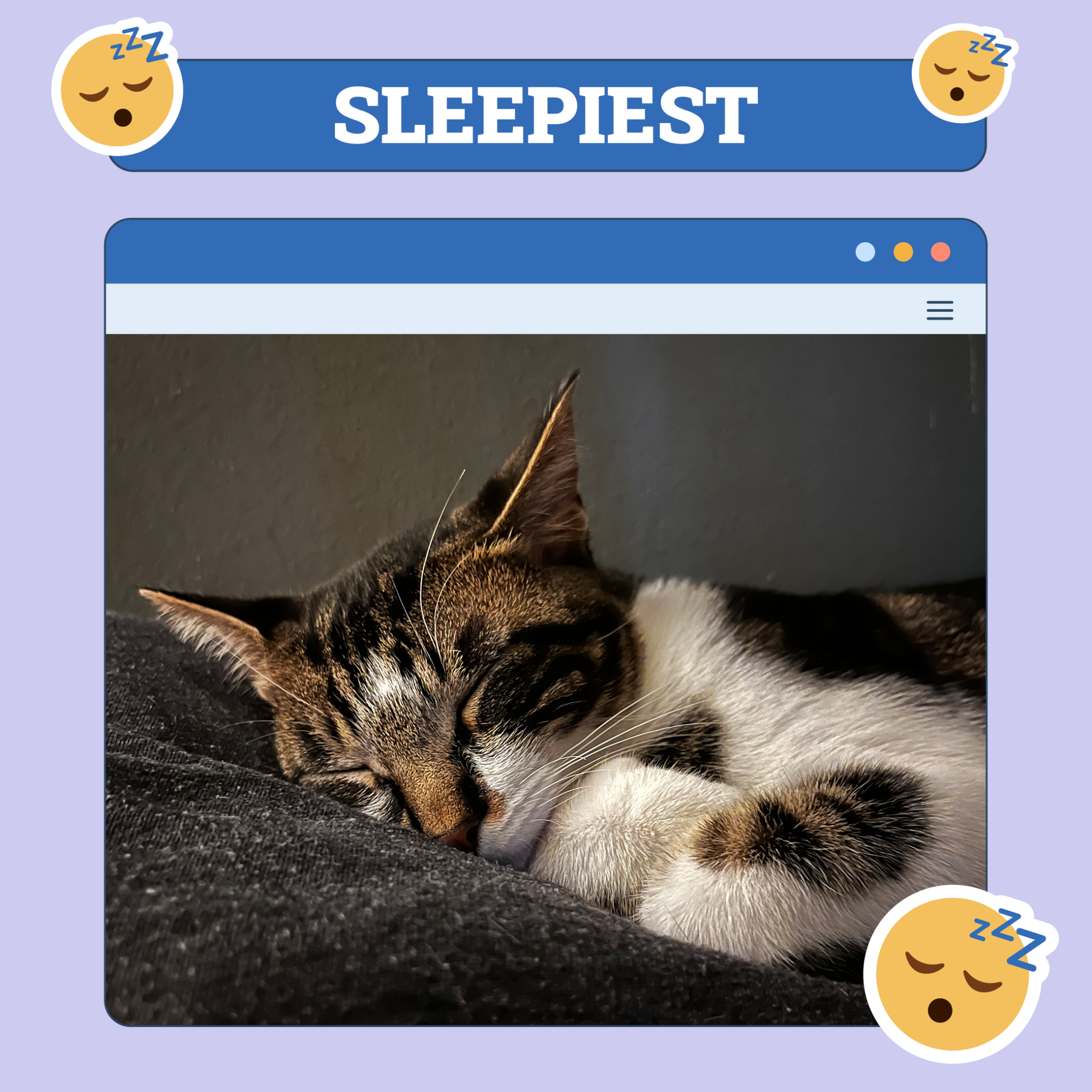 catster photo contest sleepiest 2 10 25 scaled