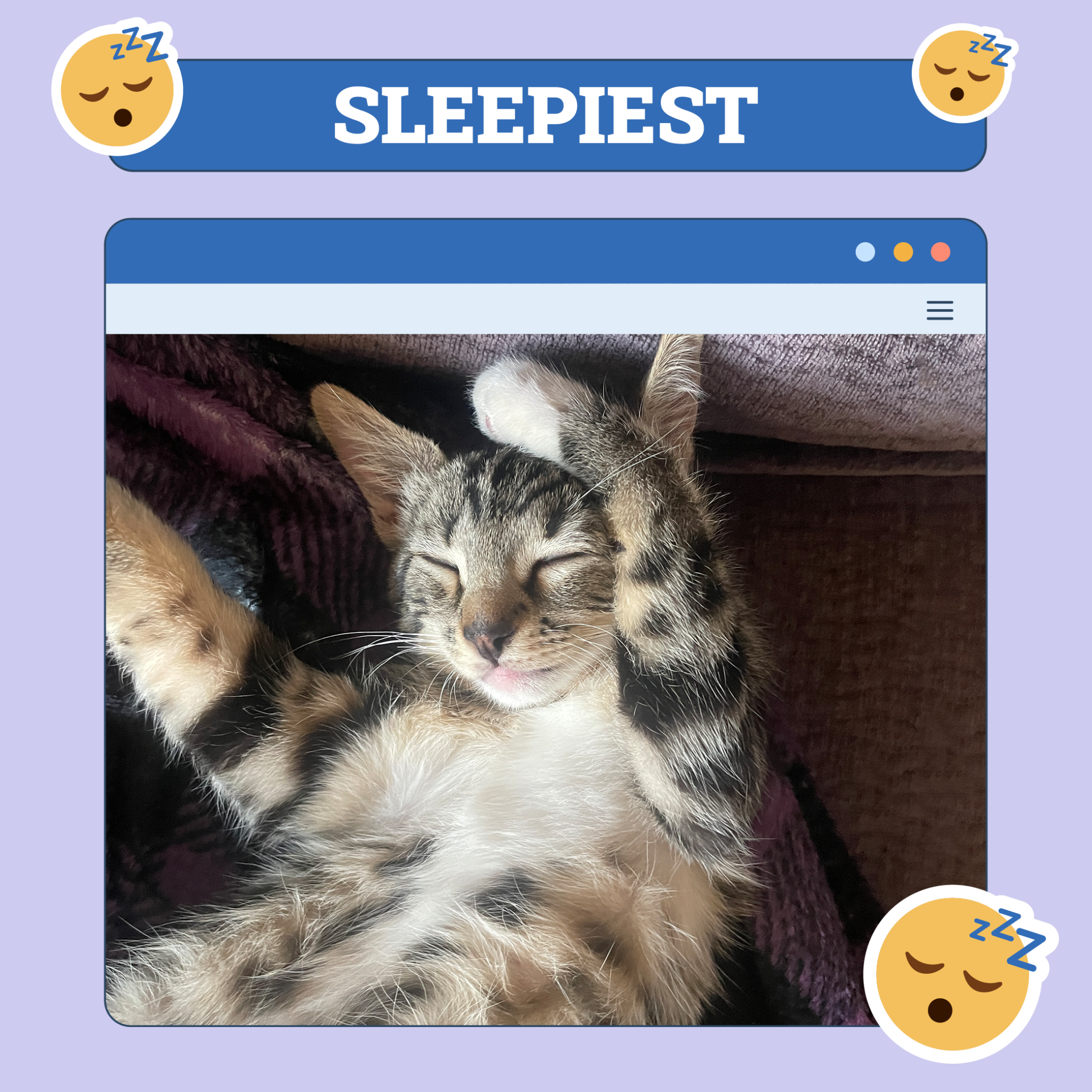catster photo contest sleepiest 9 10 25 scaled