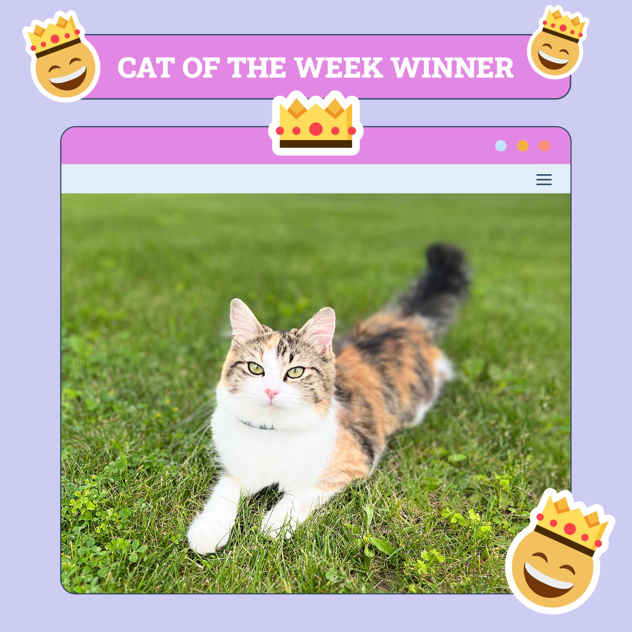 catster photo contest winner 16 10 25 scaled