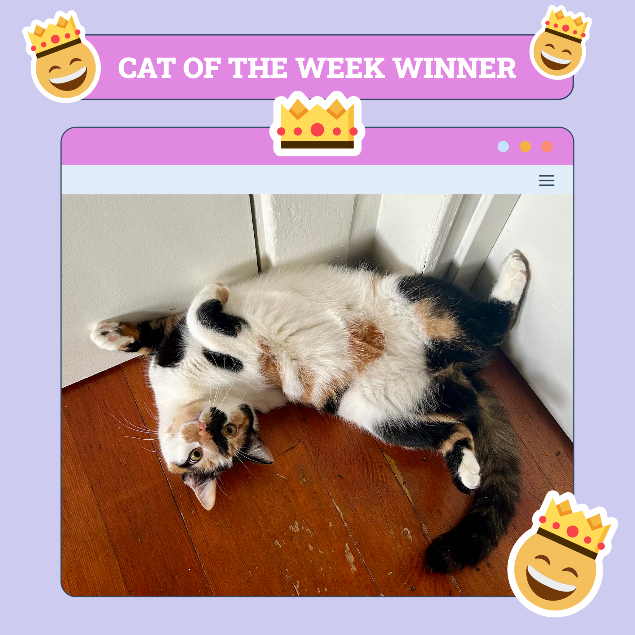 catster photo contest winner 2 10 25 scaled