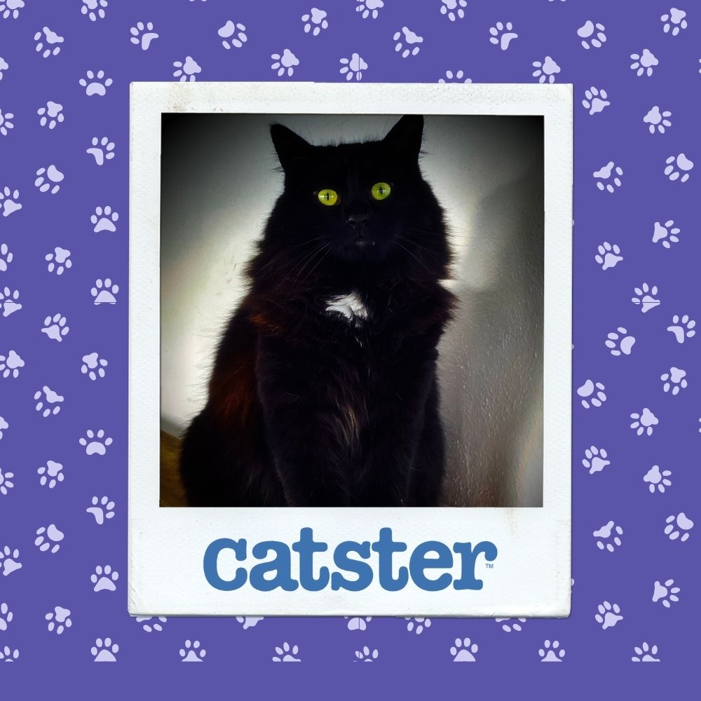 Cats Blog Photograph Contest: Cats of the Week Winners (October 30, 2025) 1 louie winner oct 30