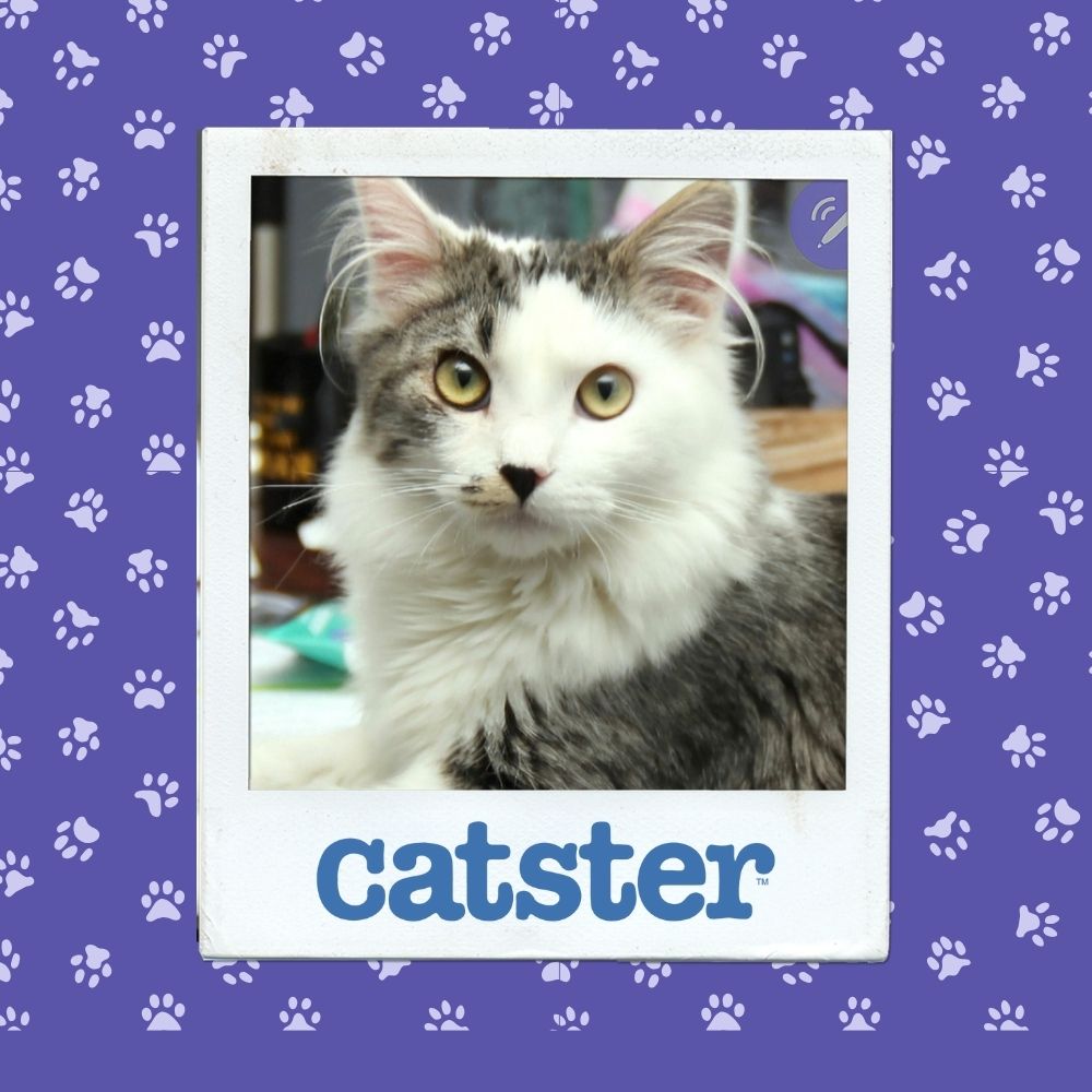 Cats Blog Photograph Contest: Cats of the Week Winners (October 30, 2025) 5 riley