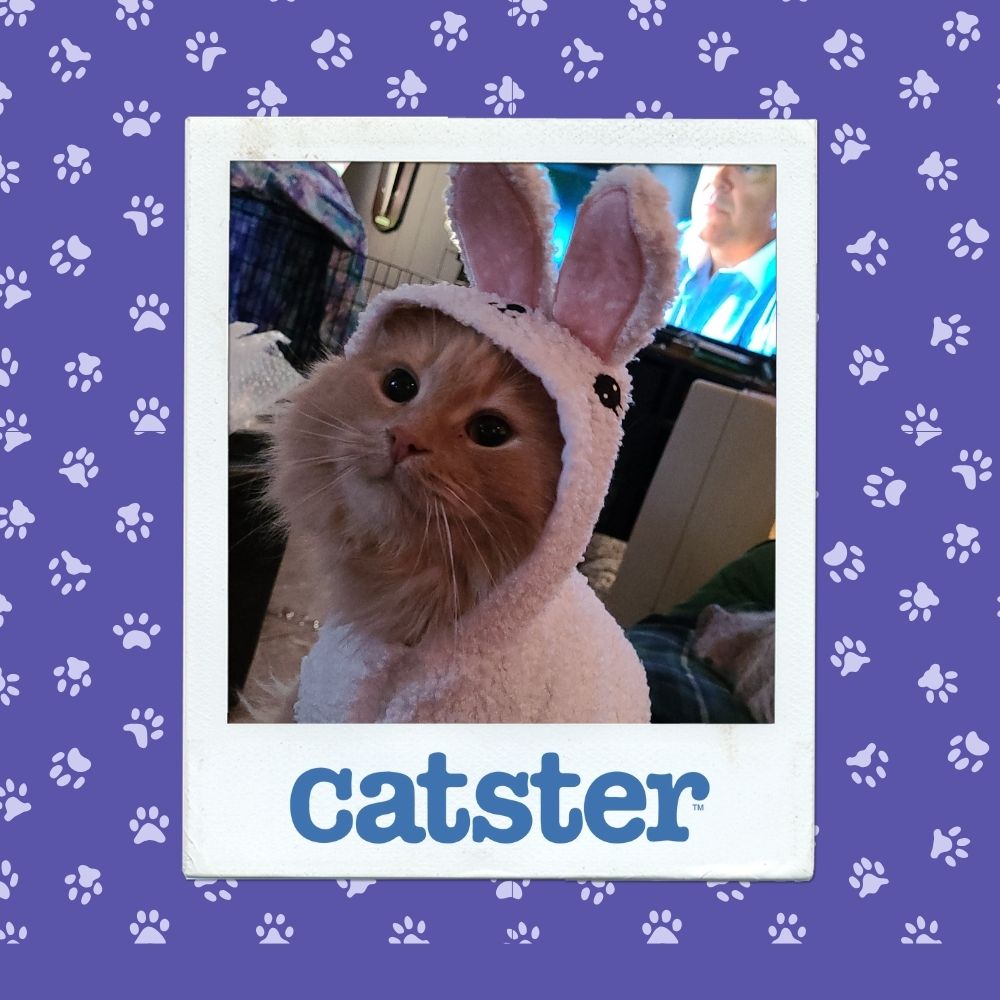 Cats Blog Photograph Contest: Cats of the Week Winners (October 30, 2025) 9 rustyfluffybutt