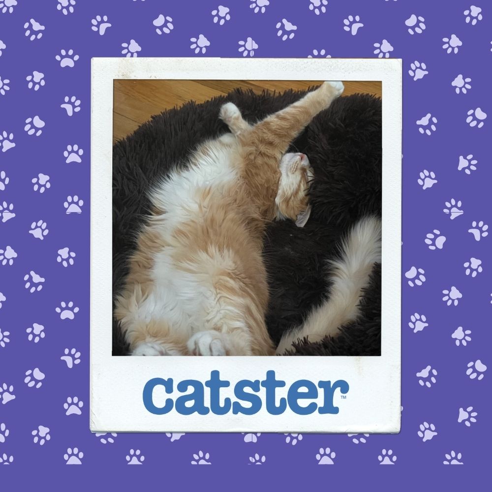 Cats Blog Photograph Contest: Cats of the Week Winners (October 30, 2025) 3 sibbie