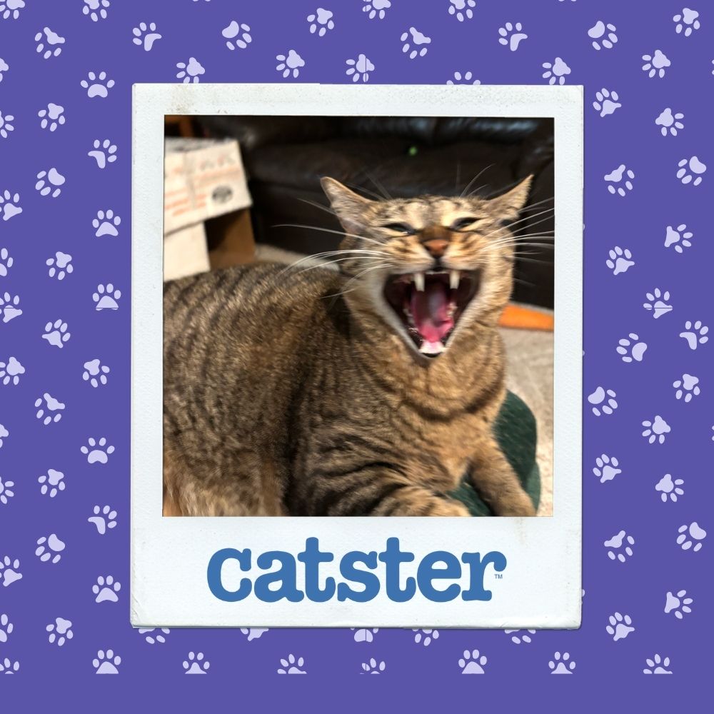 Cats Blog Photograph Contest: Cats of the Week Winners (October 30, 2025) 7 skeeter