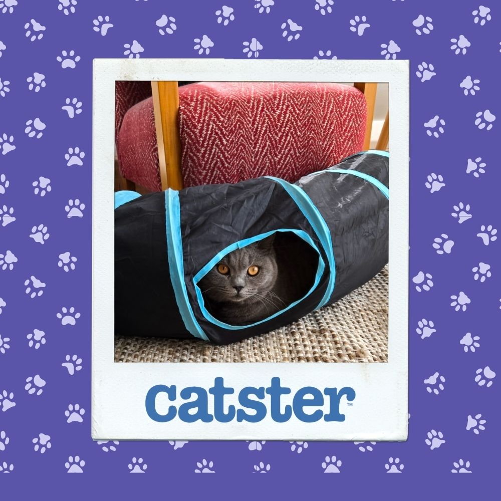 Cats Blog Picture Contest: Cats of the Week Winners (November 13, 2025) 7 most expressive nov 13