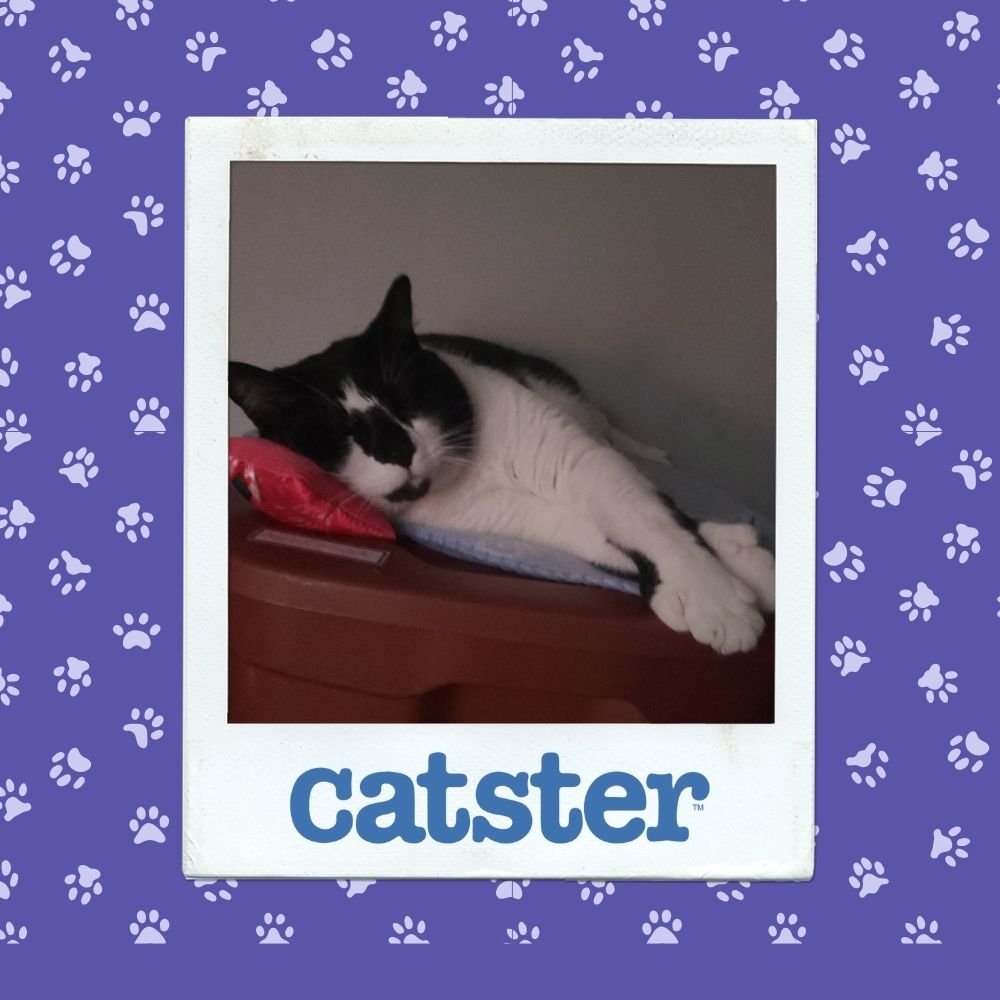 Cats Blog Photograph Contest: Cats of the Week Winners (November 6, 2025) 17 nov 6 sleepiest