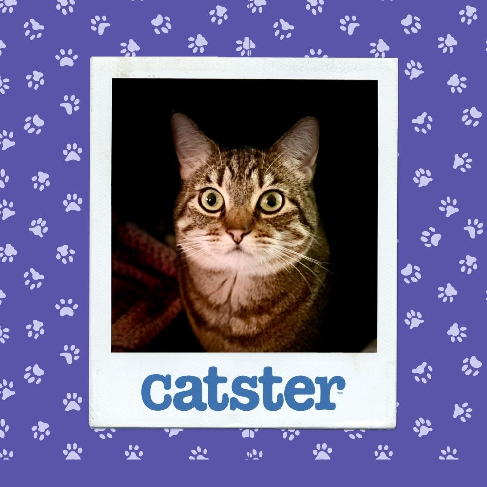 Cats Blog Picture Contest: Cats of the Week Winners (November 13, 2025) 13 cutest nov 13