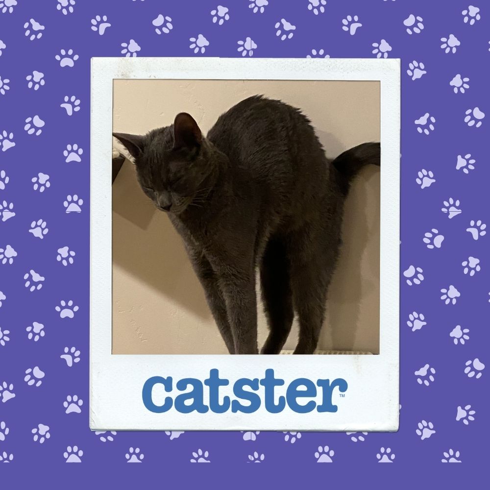 Cats Blog Photograph Contest: Cats of the Week Winners (November 6, 2025) 9 nov 6 best action