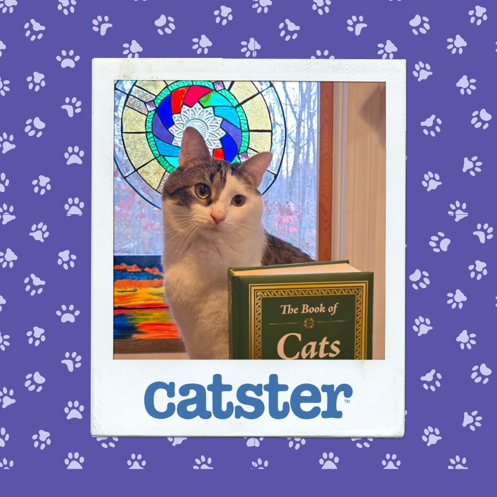 Cats Blog Picture Contest: Cats of the Week Winners (November 13, 2025) 5 most dignified nov 13