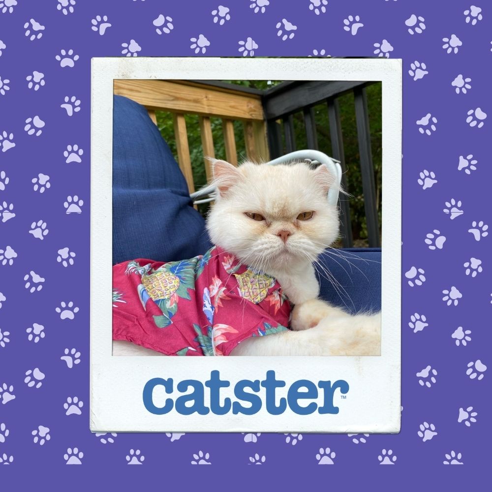 Cats Blog Photograph Contest: Cats of the Week Winners (November 6, 2025) 13 nov 6 cutest