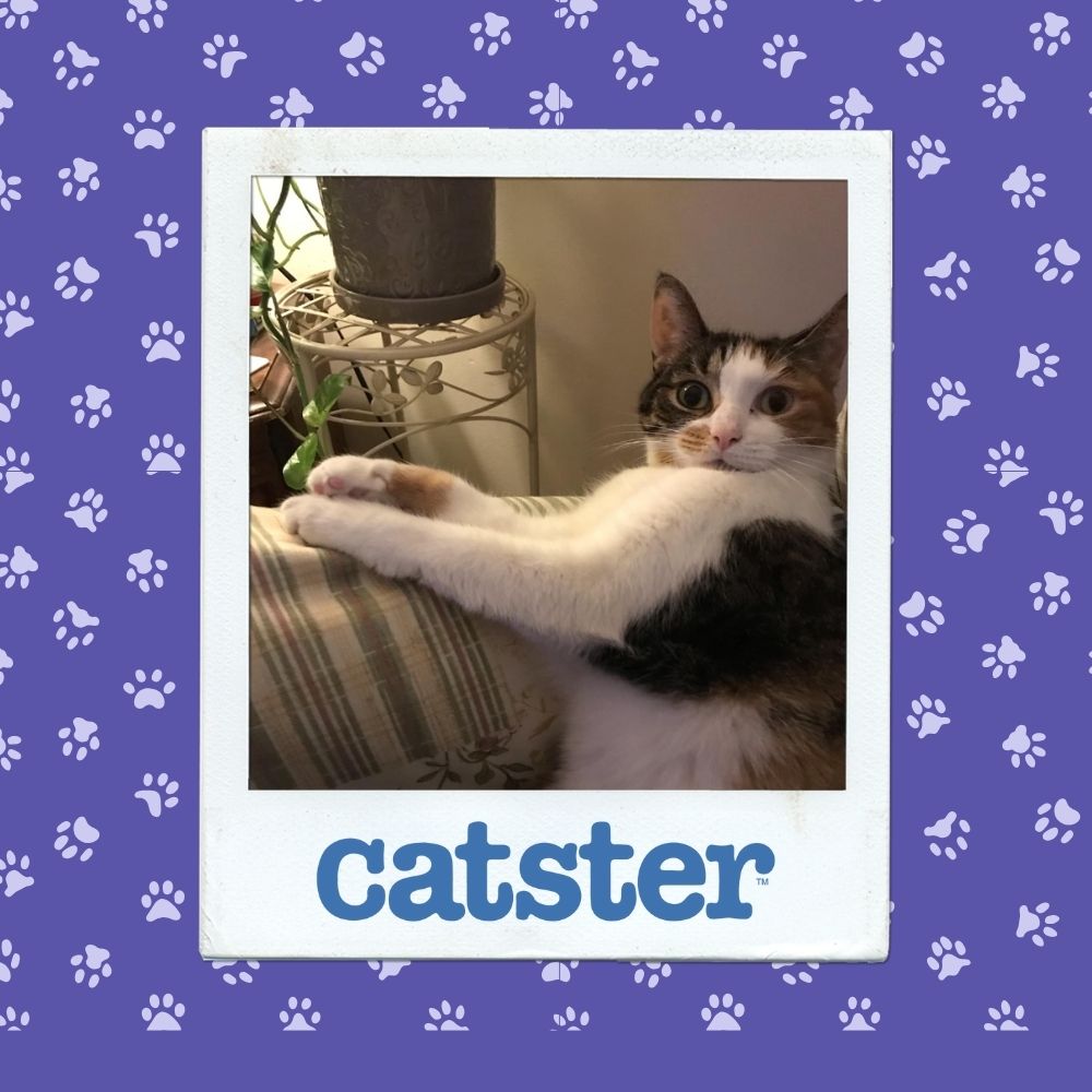 12November 20thh Winner