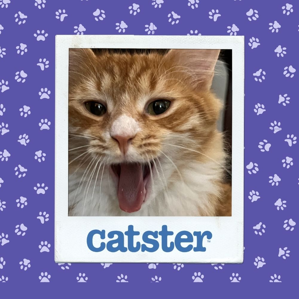 Cats Blog Picture Contest: Cats of the Week Winners (November 13, 2025) 1 nov 13 winner