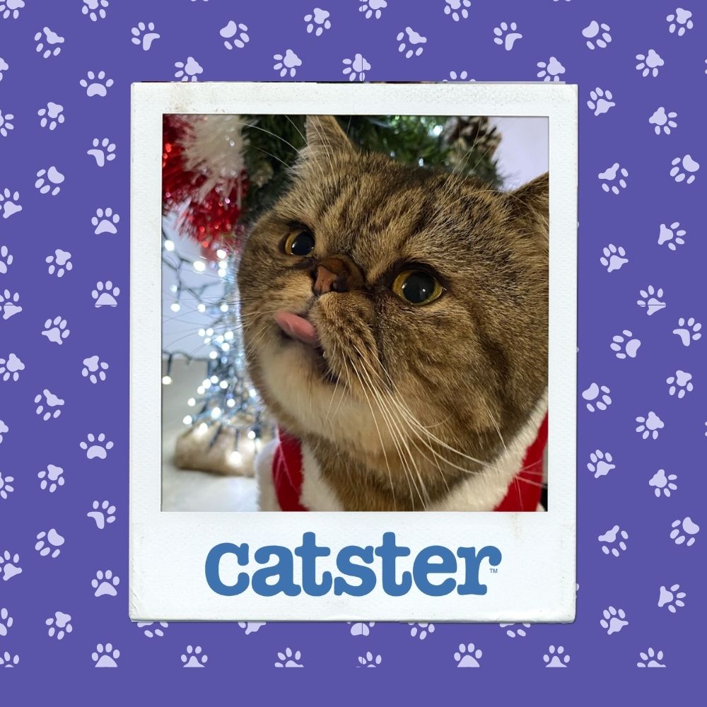 Cats Blog Photograph Contest: Cats of the Week Winners (November 6, 2025) 11 nov 6 silliest