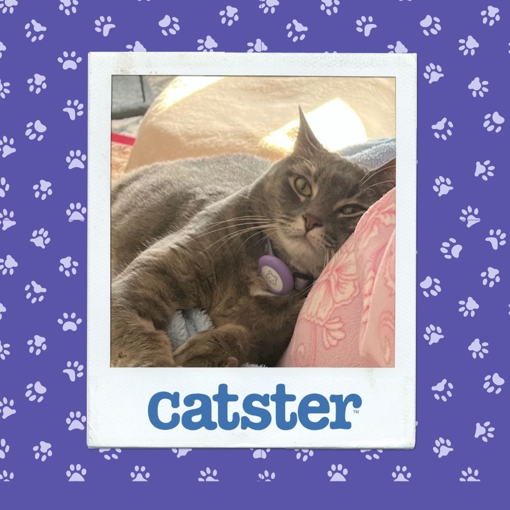 Cats Blog Picture Contest: Cats of the Week Winners (November 13, 2025) 11 silliest nov 13