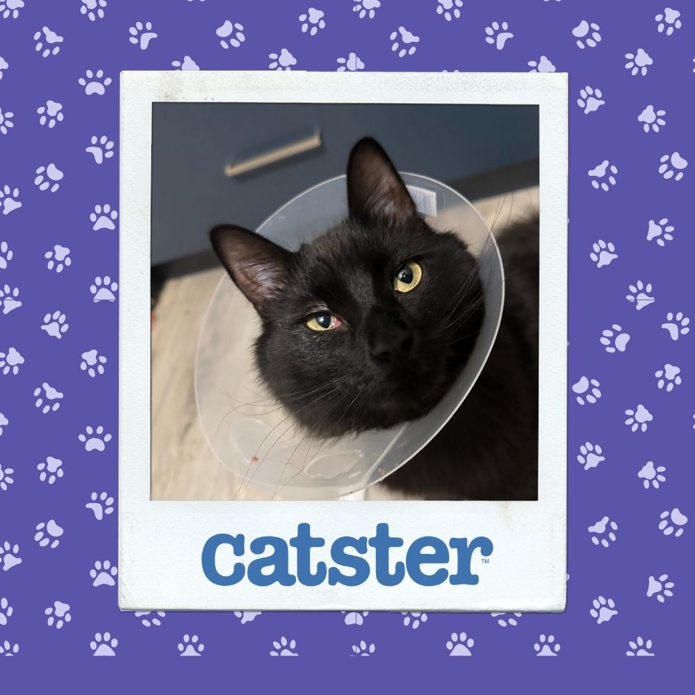 Cats Blog Photograph Contest: Cats of the Week Winners (November 6, 2025) 7 nov 6 expressive