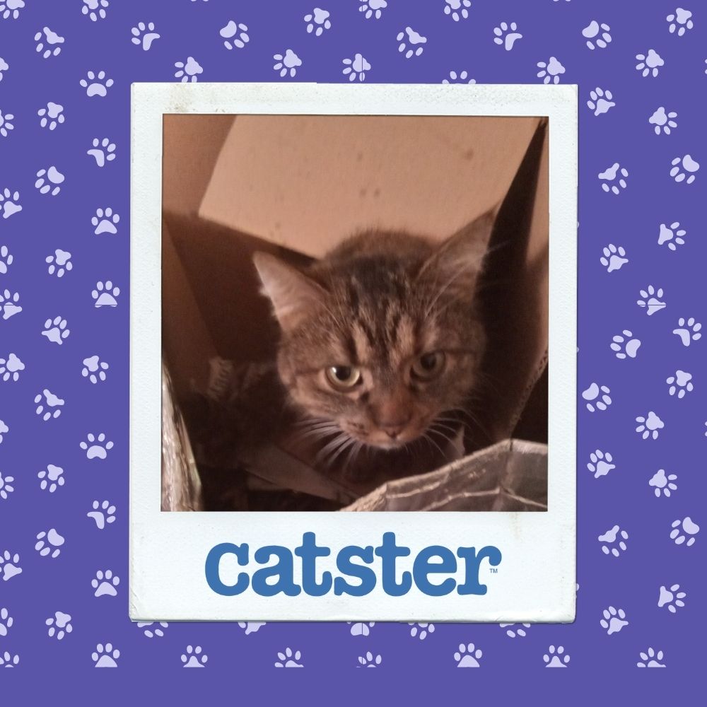 Cats Blog Picture Contest: Cats of the Week Winners (November 13, 2025) 9 best action shot nov 13