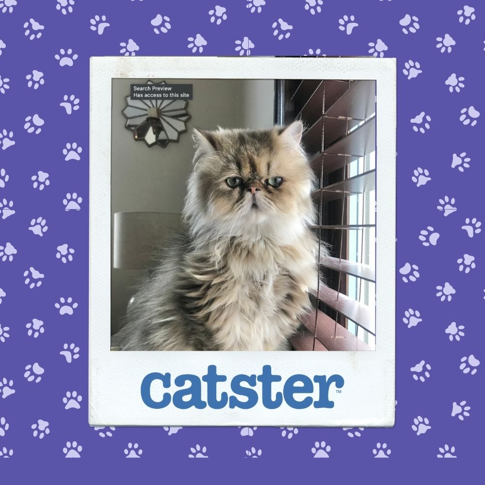 Cats Blog Photograph Contest: Cats of the Week Winners (November 6, 2025) 19 nov 6 most dignified