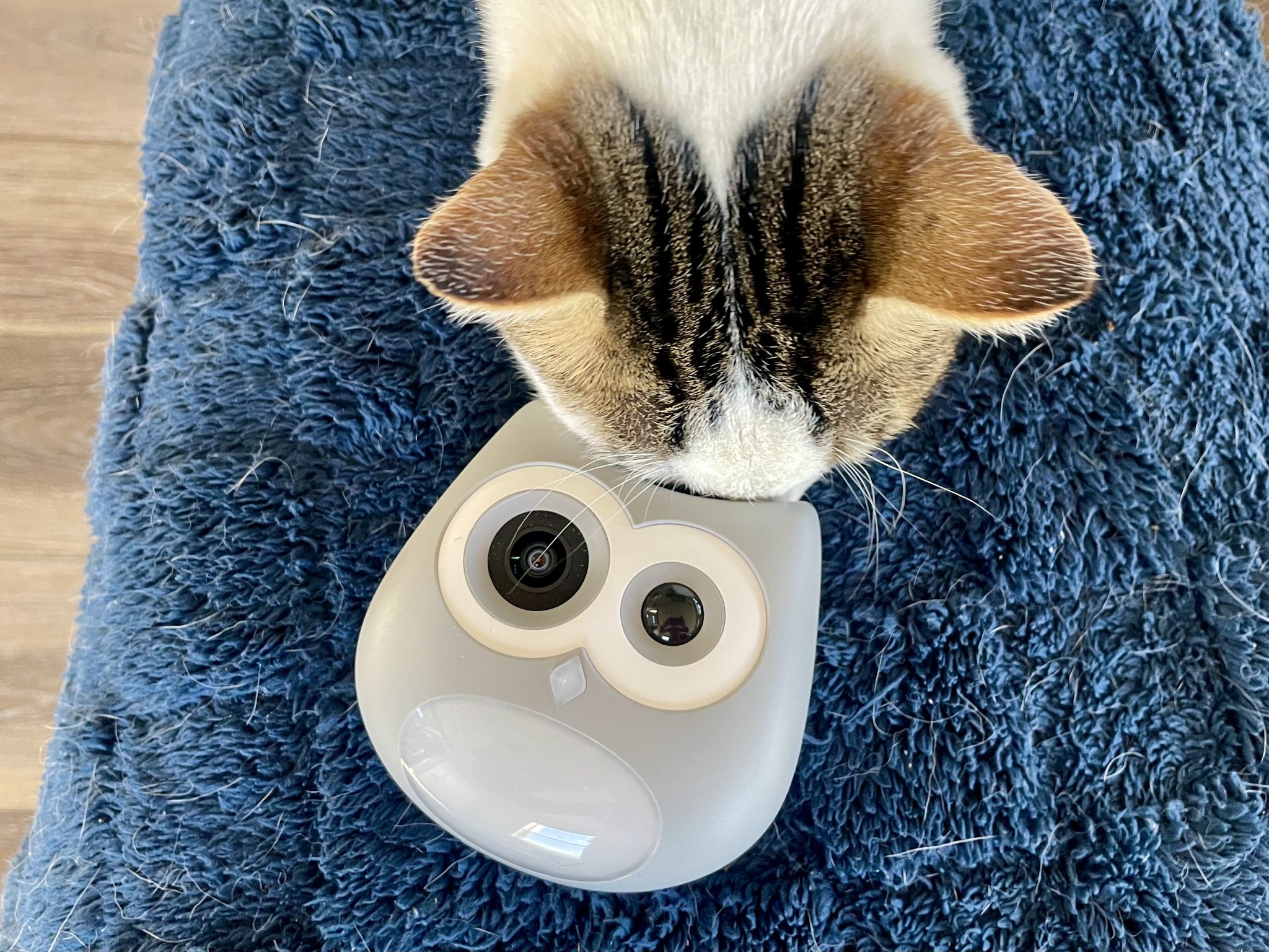 SiiPet LitterLens Muddle Field Digicam Overview: Our Knowledgeable’s Opinion 3 SiiPet 1