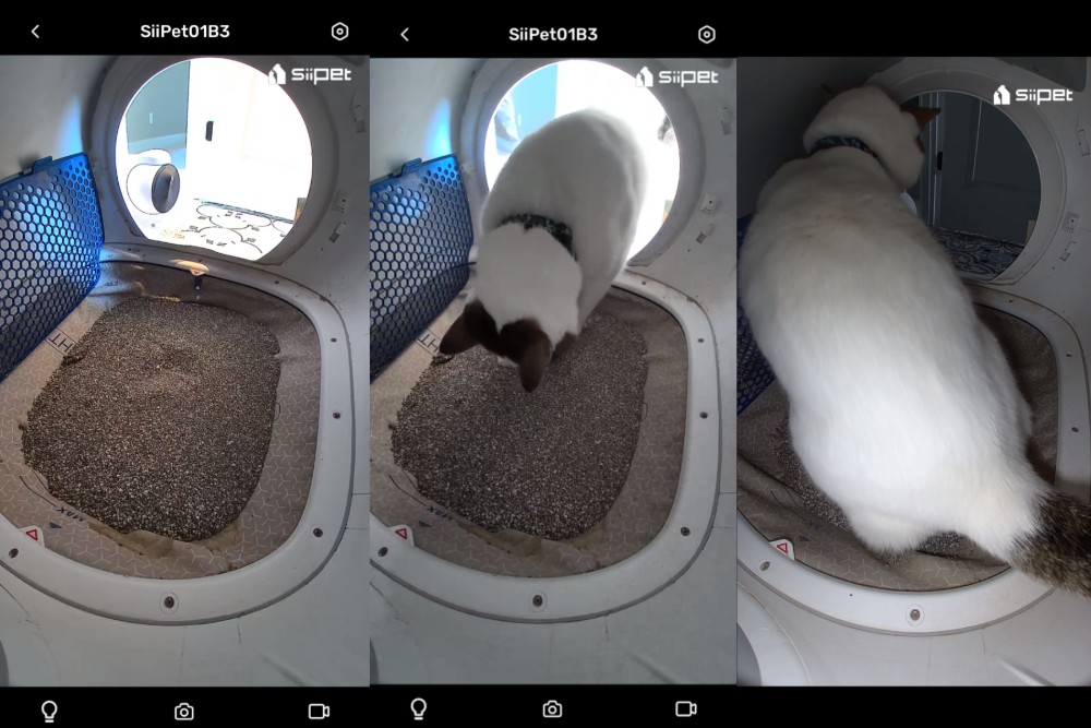 SiiPet LitterLens Muddle Field Digicam Overview: Our Knowledgeable’s Opinion 9 SiiPet Inside the litter box