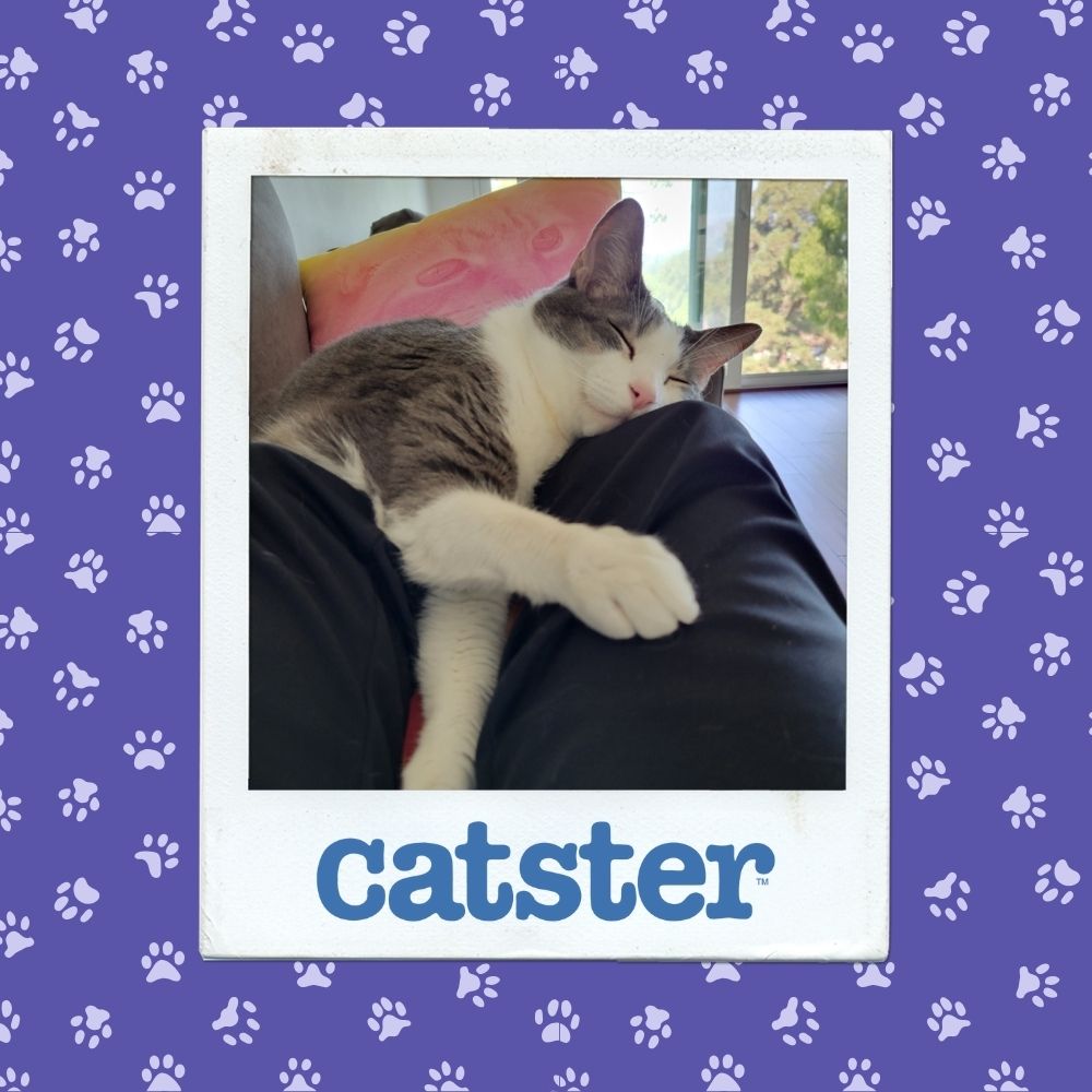 Cats Blog Picture Contest: Cats of the Week Winners (November 13, 2025) 3 sleepiest nov 13