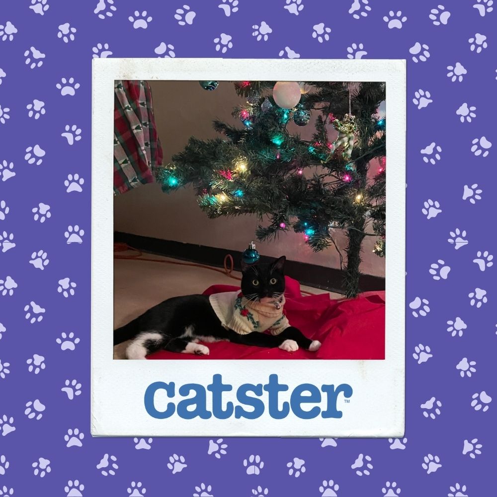 Cats Blog Photograph Contest: Cats of the Week Winners (November 6, 2025) 15 Template 8