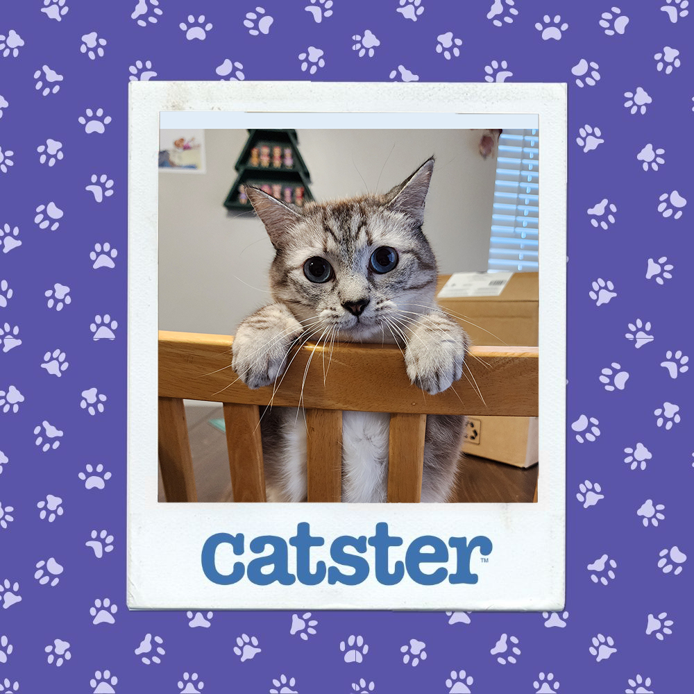 catster photo contest cutest 27 11 25